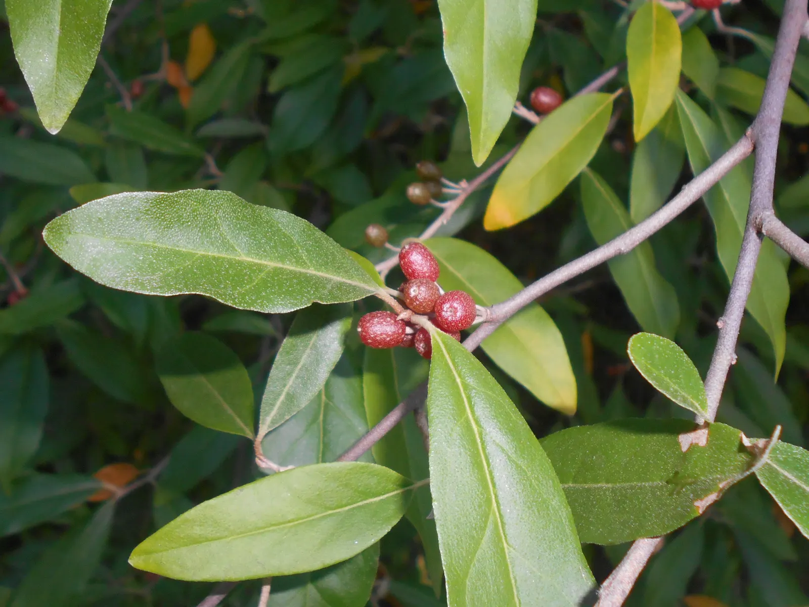 Goumi (Elaeagnus Multiflora) — white flowers in the garden