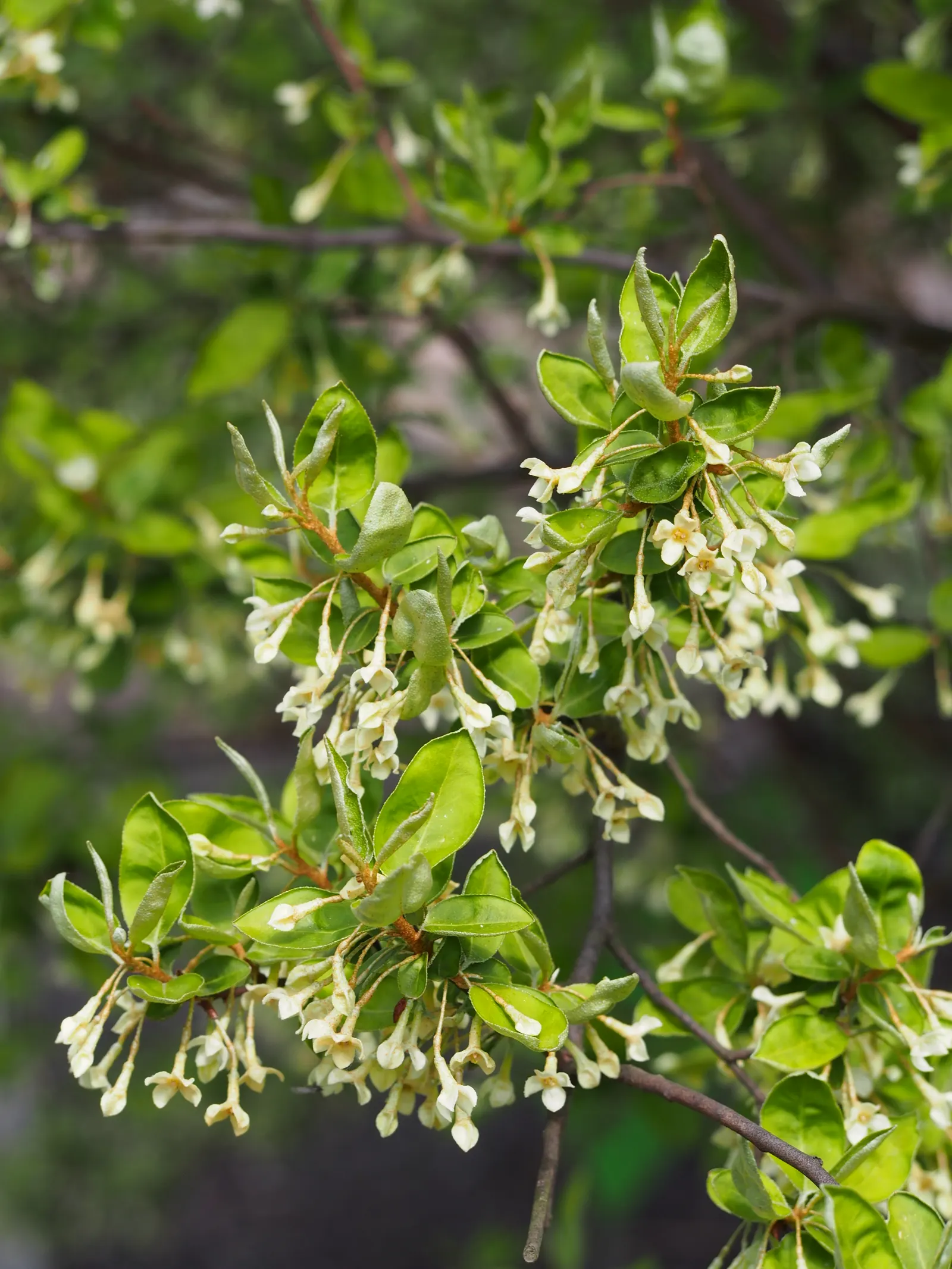 Goumi (Elaeagnus Multiflora) — making them an excellent choice for sustainable landscaping