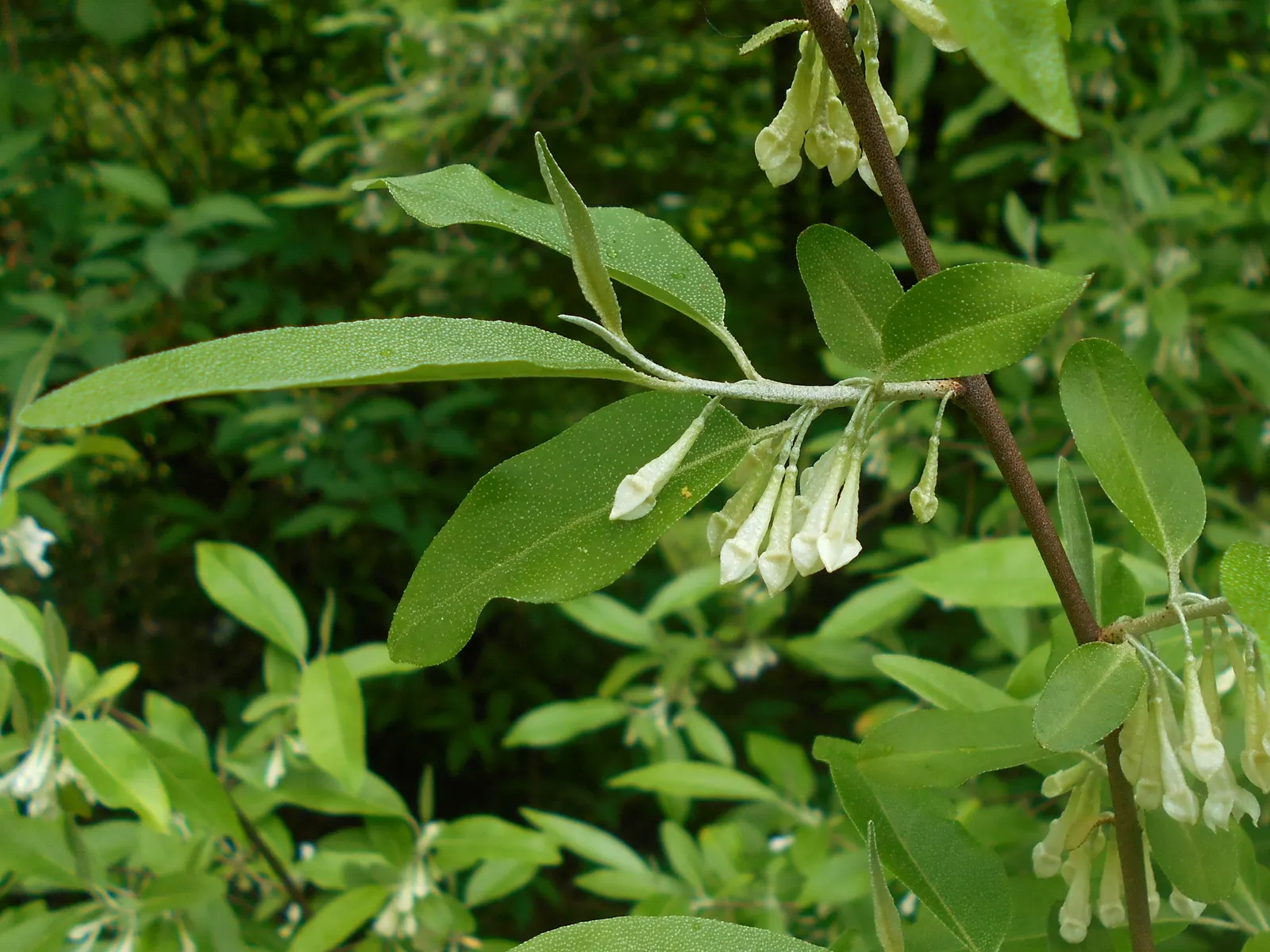 Goumi (Elaeagnus Multiflora) — approximately 1/2 to 3/4 inch in diameter; nitrogen-fixing roots enhance soil fertility, making it an excellent companion plant