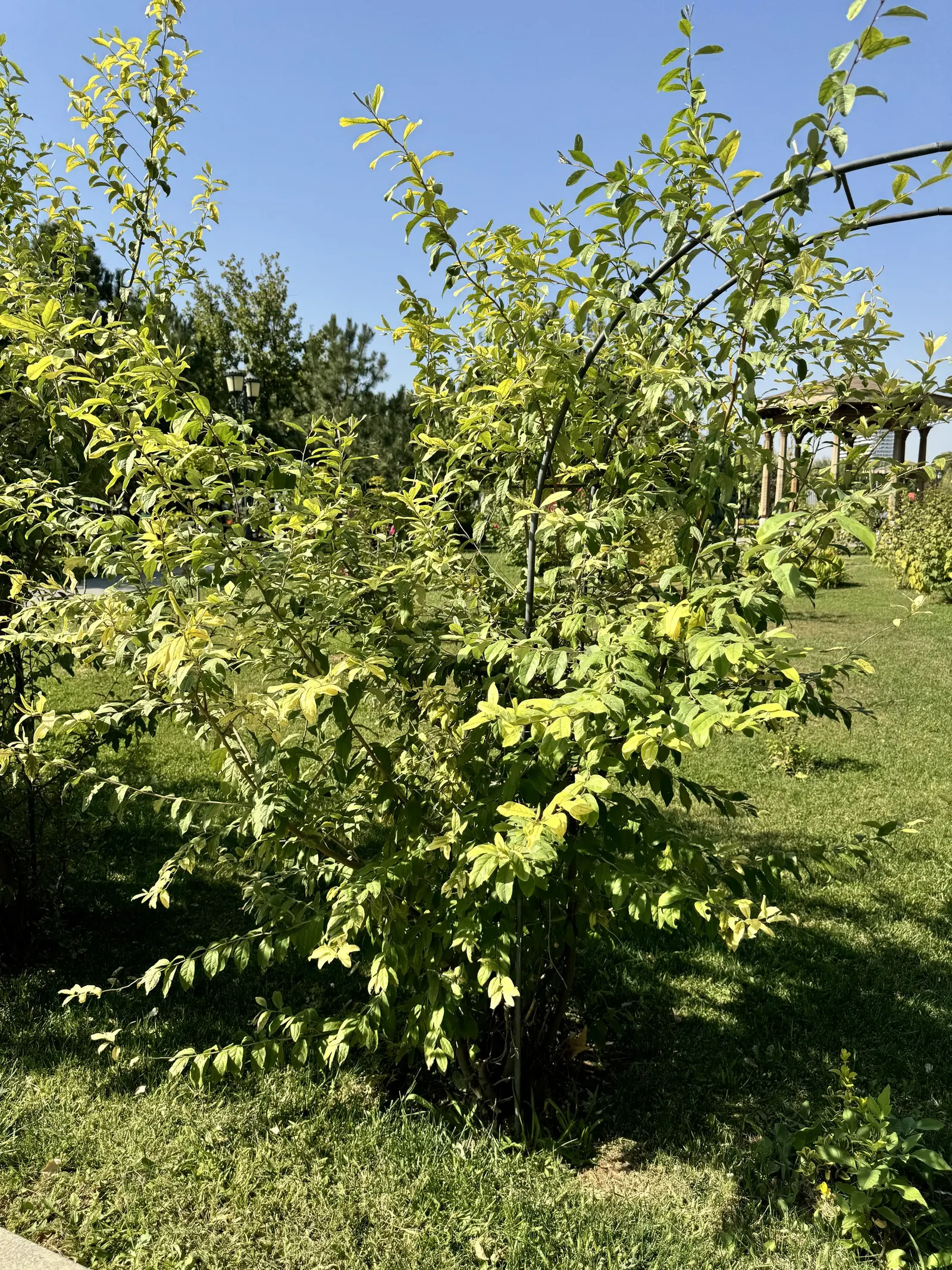 Goumi (Elaeagnus Multiflora) — the goumi showcases inconspicuous yet fragrant white or pale yellow flowers