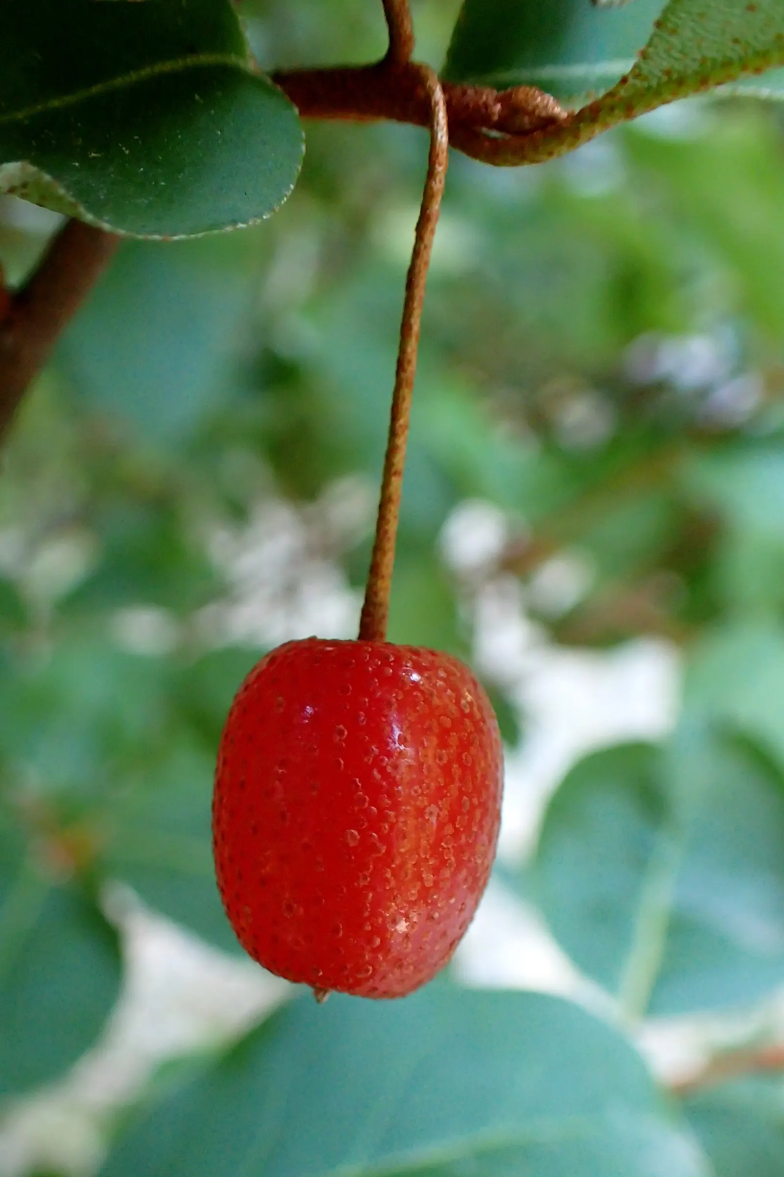 Goumi (Elaeagnus Multiflora) — Their nitrogen-fixing capabilities enrich the soil, enhancing the health of surrounding plants
