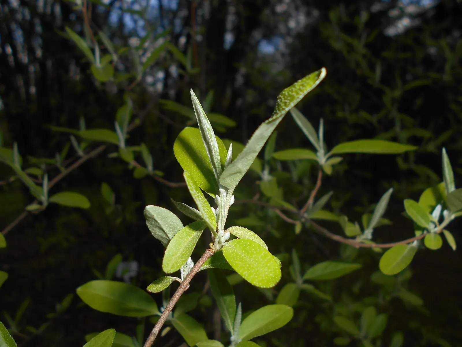 Goumi (Elaeagnus Multiflora) — shrub for full or half or shade; to encourage a bountiful harvest, consider planting in groups to facilitate cross-pollination