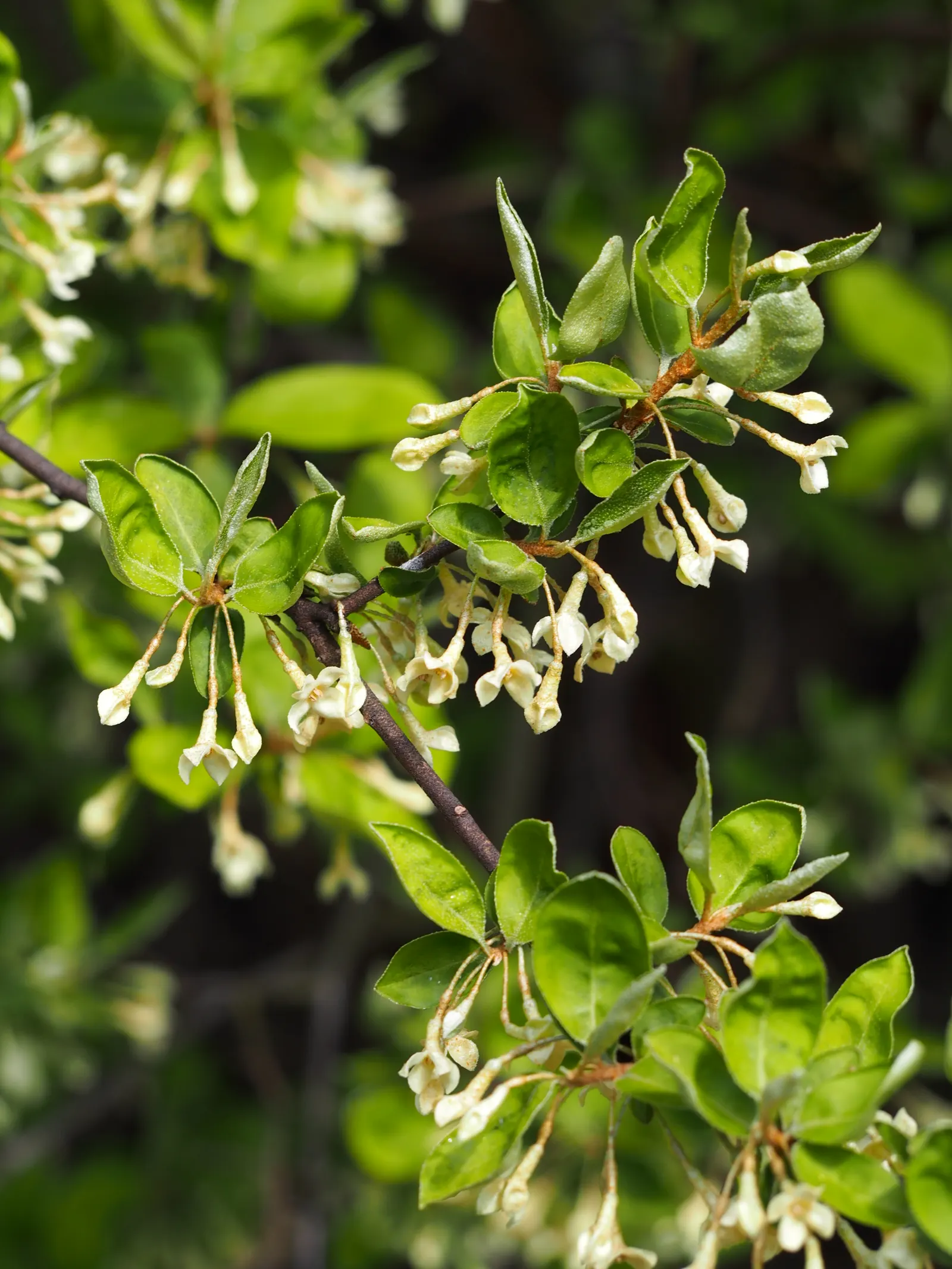 Goumi (Elaeagnus Multiflora) — Drought-tolerant once established