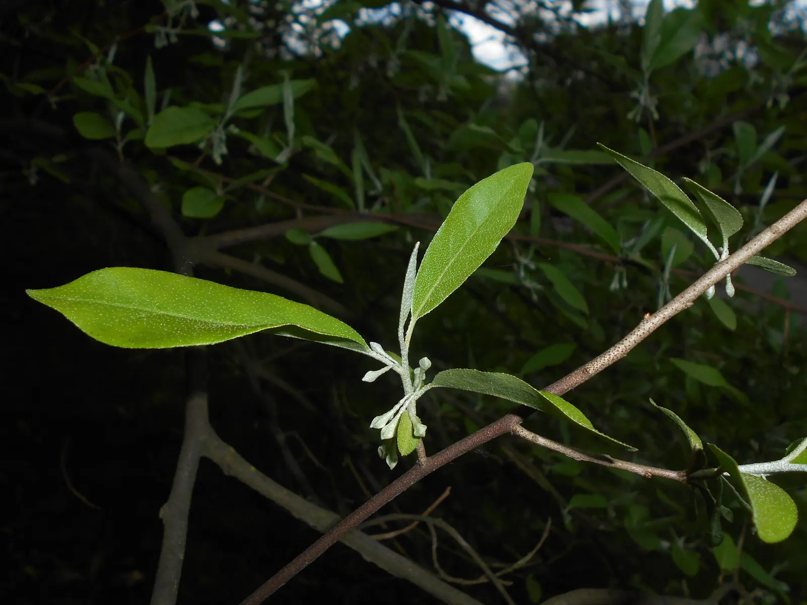 Goumi (Elaeagnus Multiflora) — Thrives in full sun to partial shade, in well-drained soils