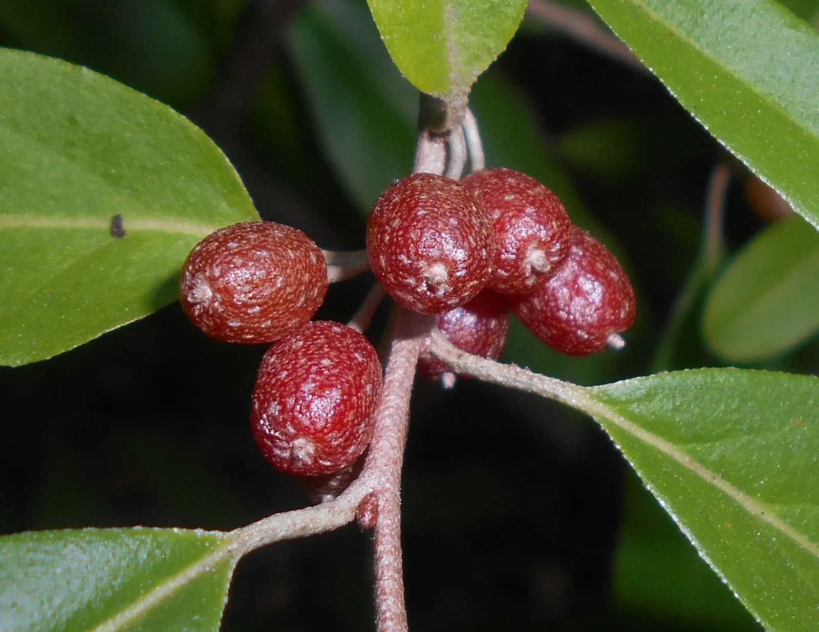 Goumi (Elaeagnus Multiflora) — this resilient plant serves not only as an ornamental feature with its silver-scaled twigs and foliage; along with, image 55