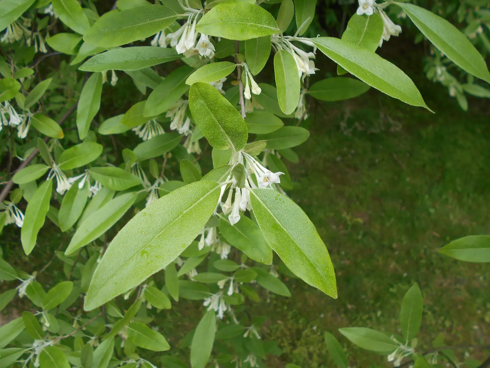 Goumi (Elaeagnus Multiflora) — Typically reaching a height and spread of 6 to 10 feet; deciduous shrub widely admired in landscape designs for its, image 54
