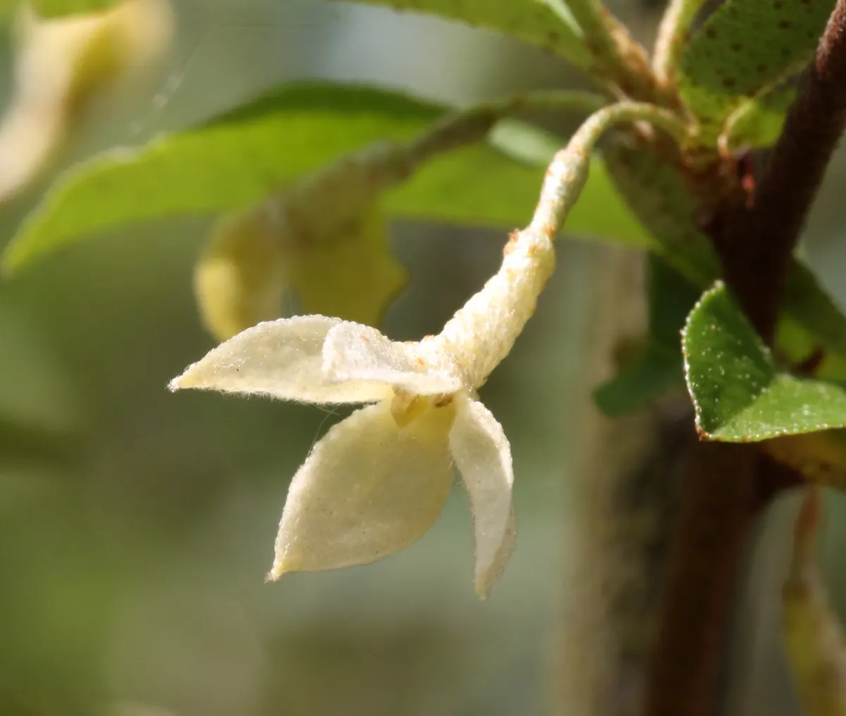 Goumi (Elaeagnus Multiflora) — Typically reaching a height and spread of 6 to 10 feet