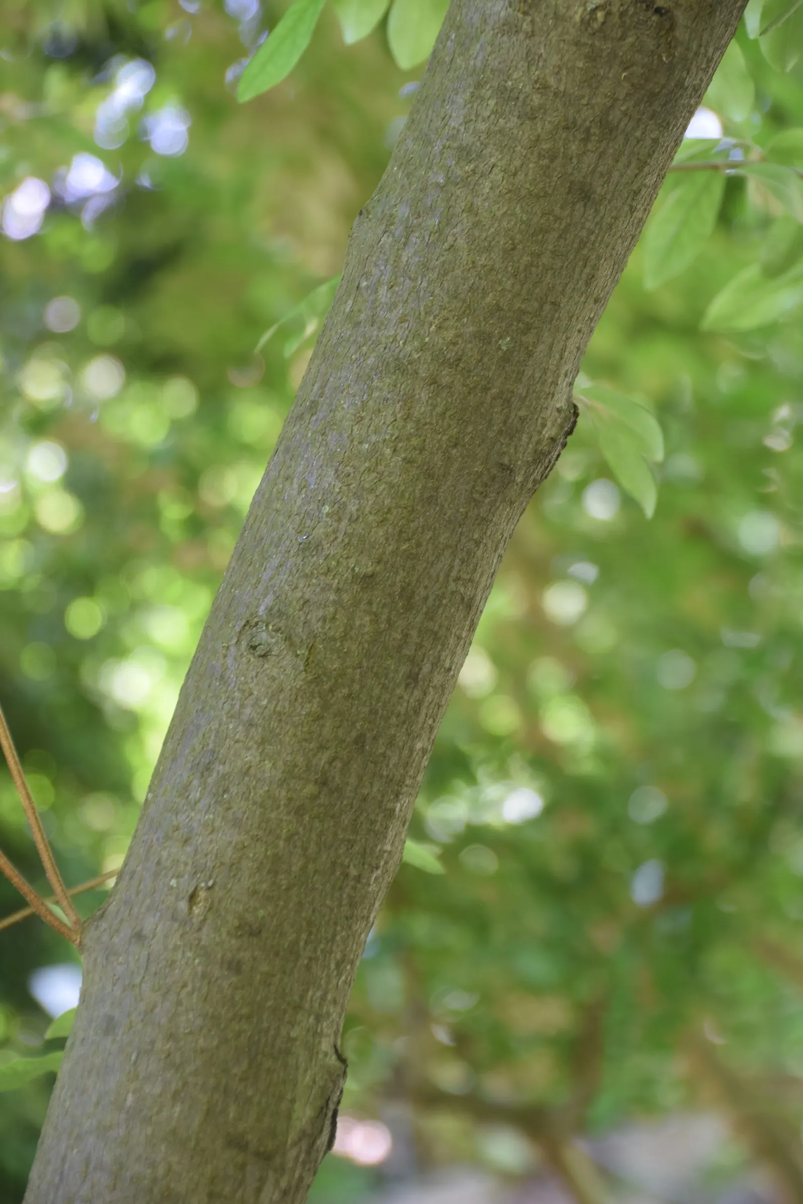 Goumi (Elaeagnus Multiflora) — they attract pollinators and wildlife; they require minimal watering and maintenance, image 49