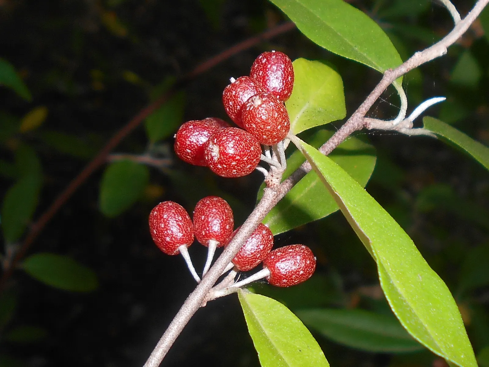 Goumi (Elaeagnus Multiflora) — they attract pollinators and wildlife; they require minimal watering and maintenance