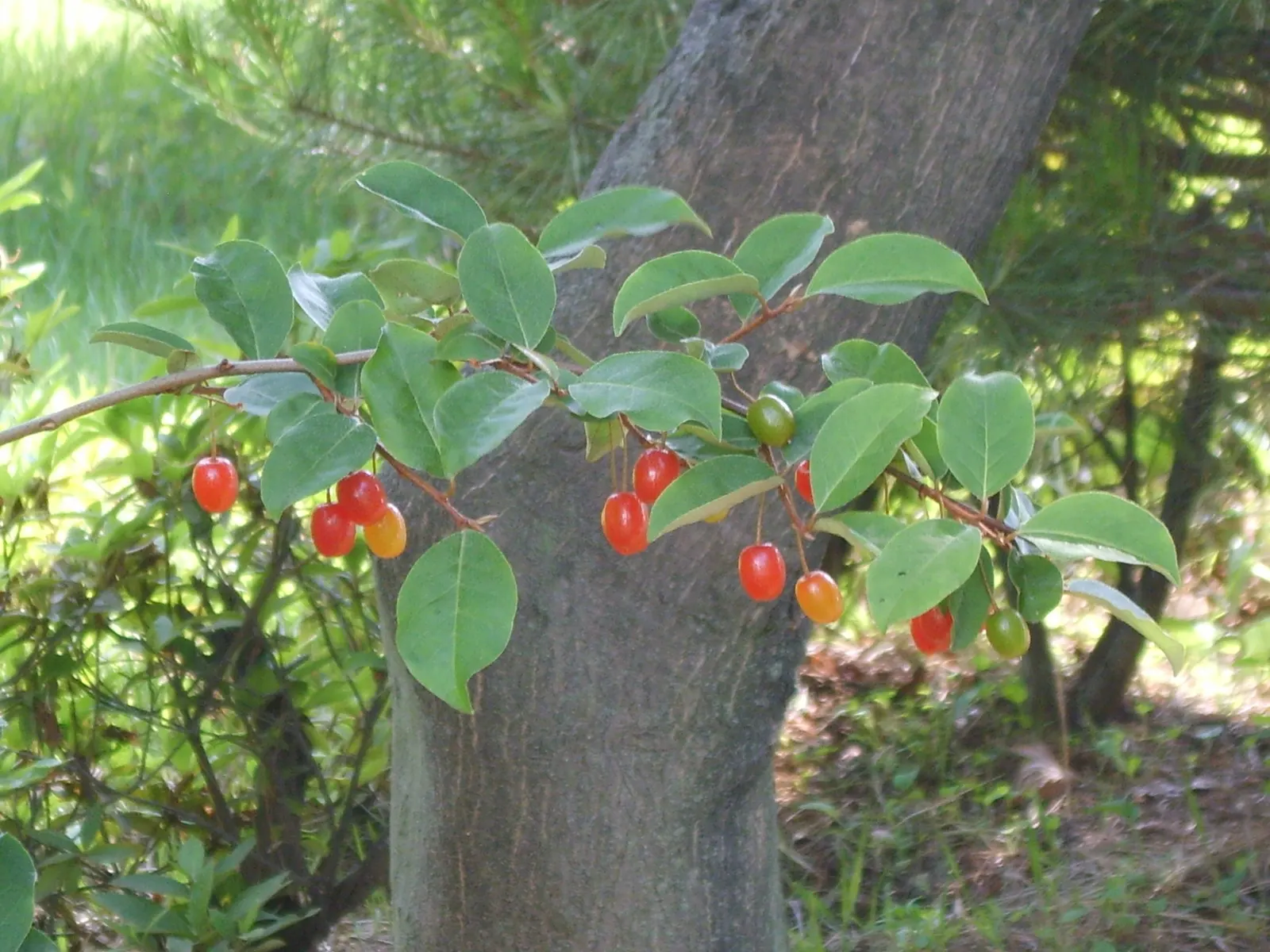 Goumi (Elaeagnus Multiflora) — deciduous shrub widely admired in landscape designs for its hardy disposition and multifunctional attributes