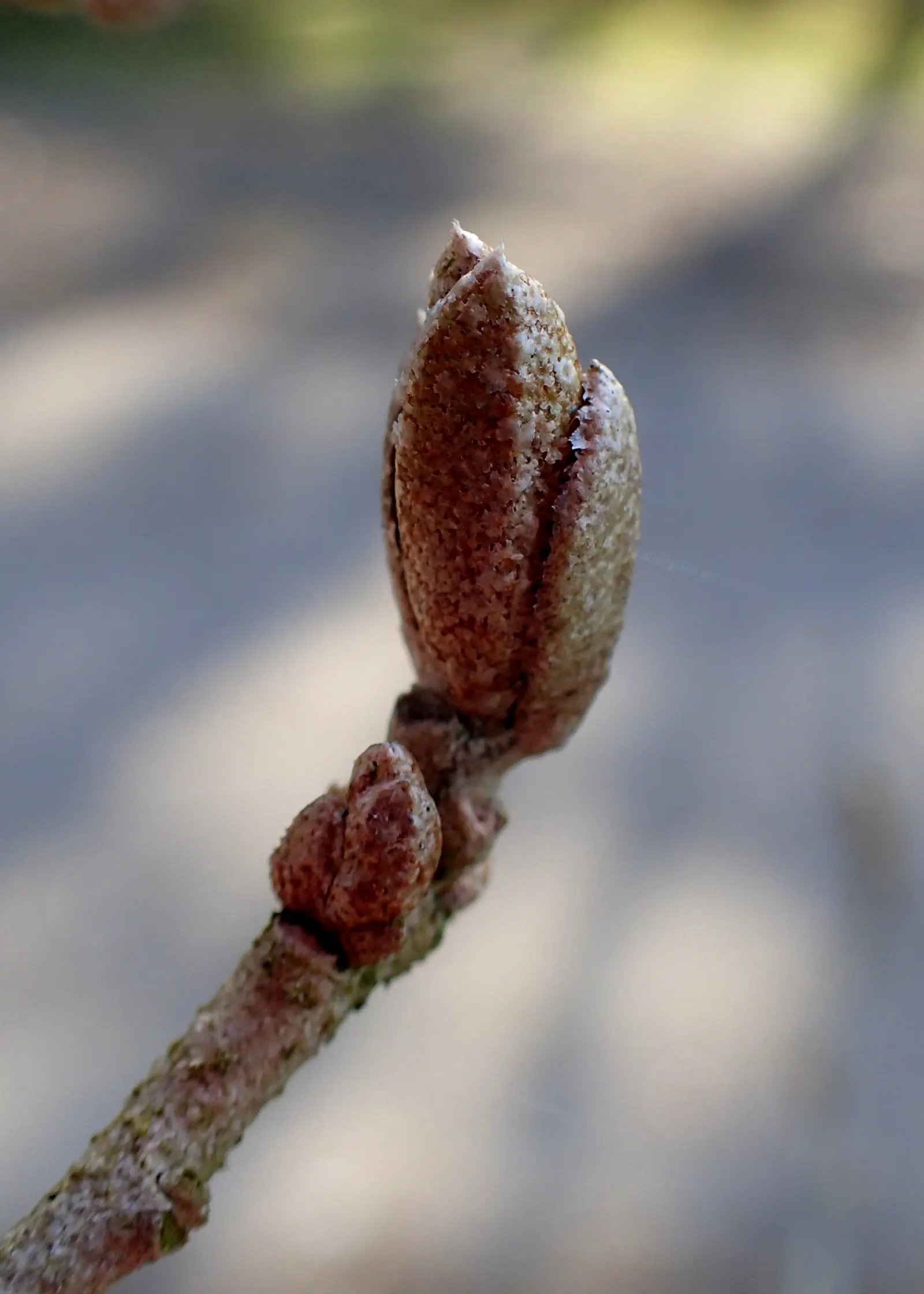 Goumi (Elaeagnus Multiflora) — though they favor well-draining soil with a pH between 6.0 and 7.0; the goumi showcases inconspicuous yet fragrant white or pale
