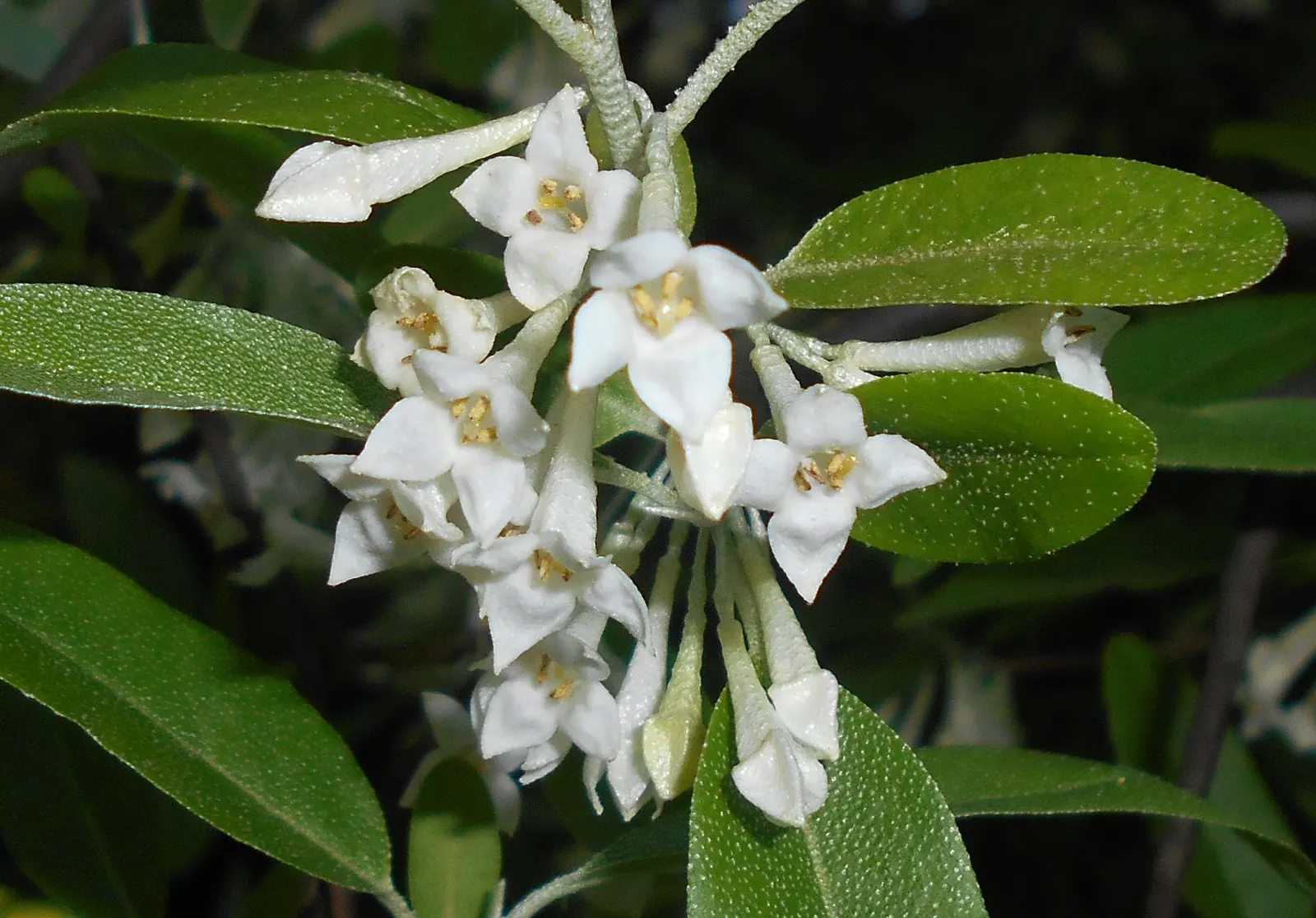 Goumi (Elaeagnus Multiflora) — the goumi showcases inconspicuous yet fragrant white or pale yellow flowers; white flowers in the garden