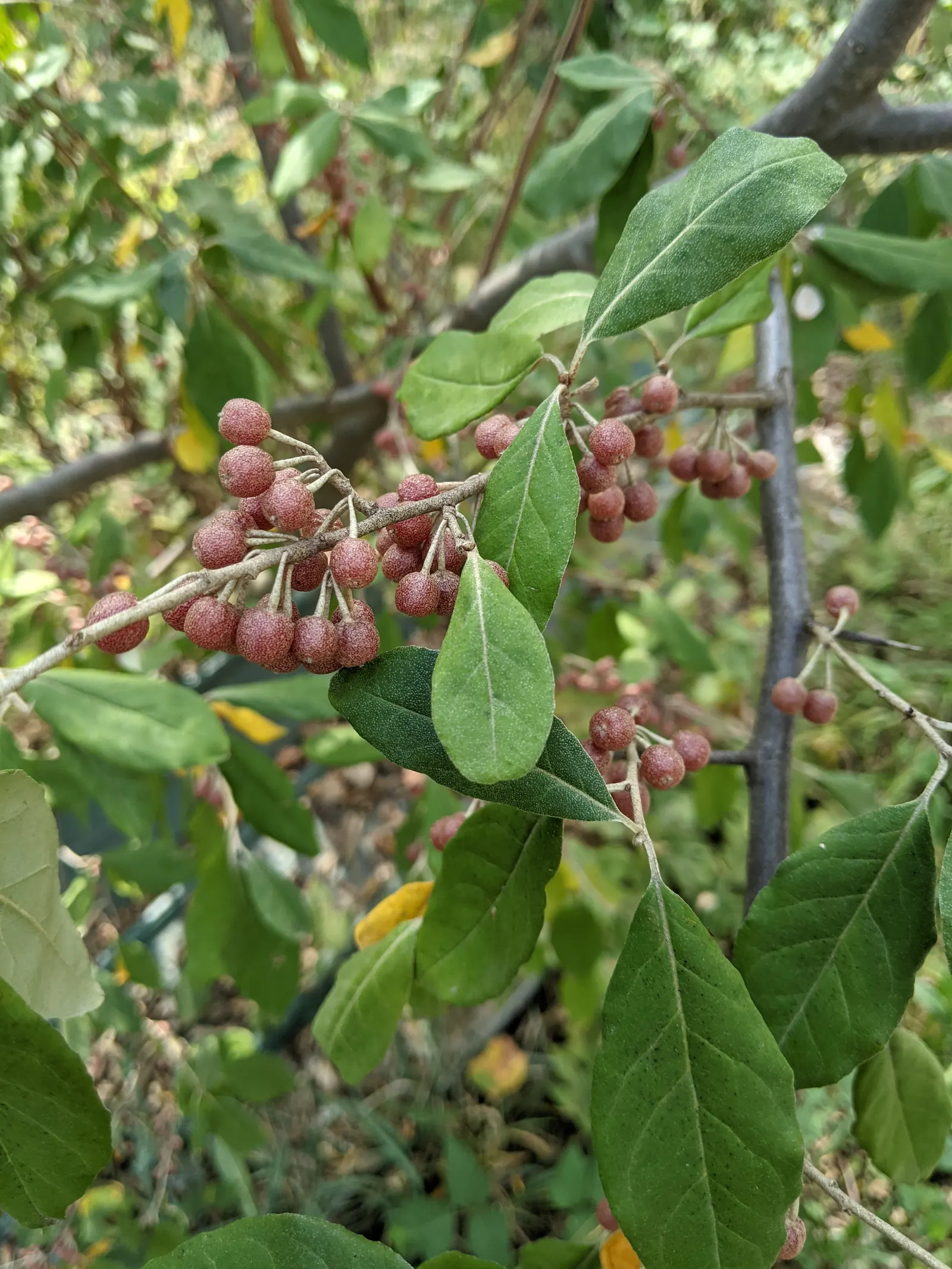 Goumi (Elaeagnus Multiflora) — providing a sweet-tart flavor that can be enjoyed fresh or in various culinary preparations; making them an excellent choice for