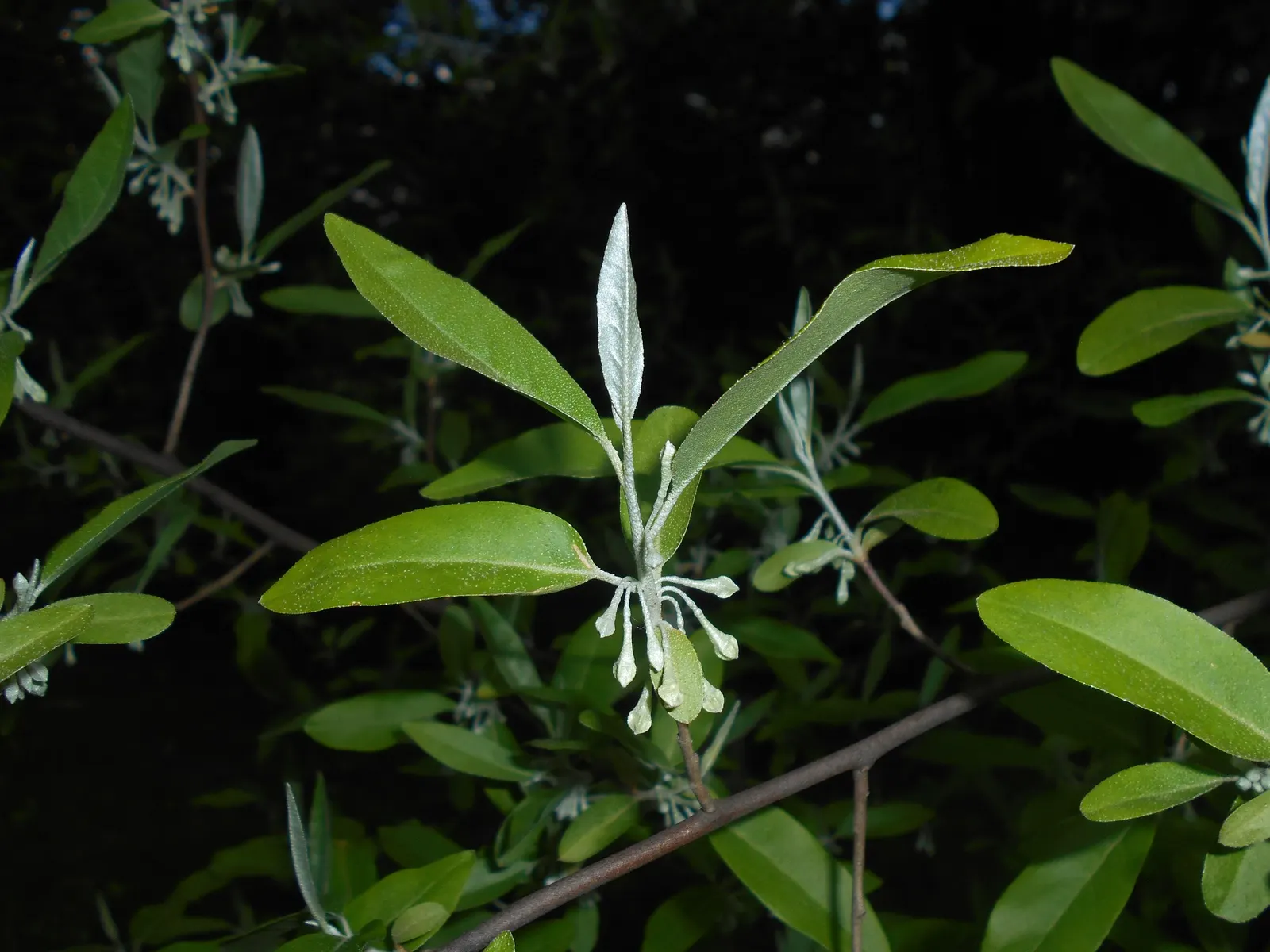 Goumi (Elaeagnus Multiflora) — The Goumi, Elaeagnus multiflora, is a resilient deciduous shrub reaching 6-10 feet in height and spread