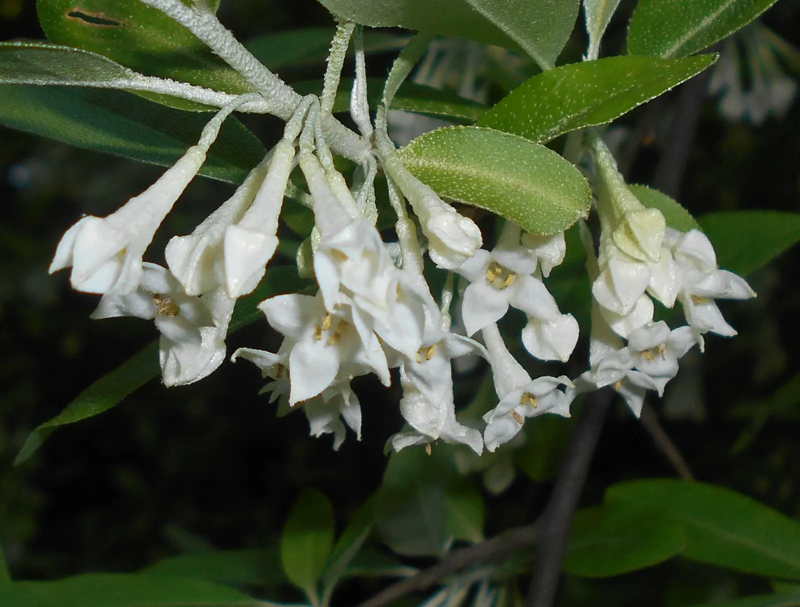 Goumi (Elaeagnus Multiflora) — shrub for full or half or shade