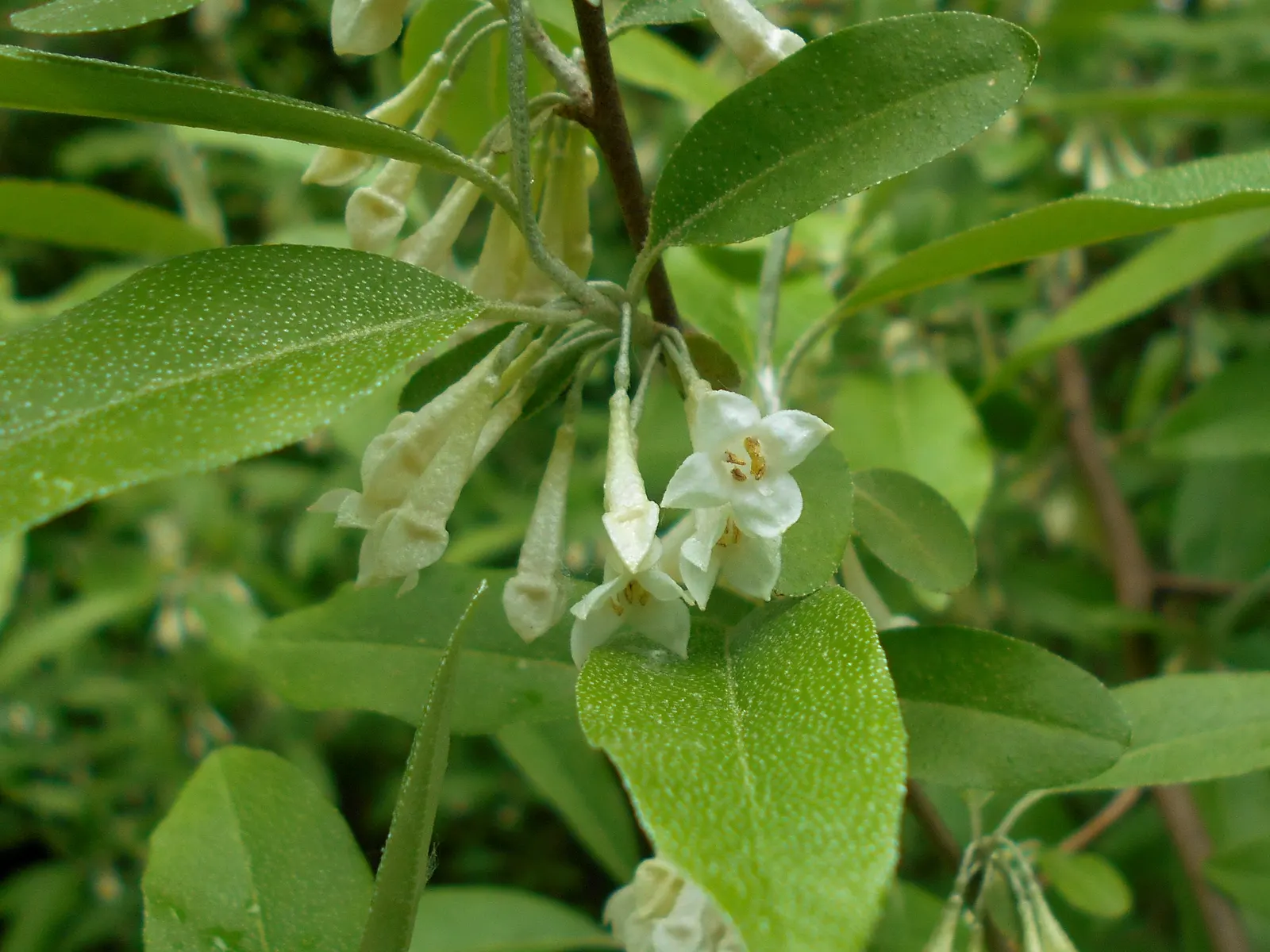 Goumi (Elaeagnus Multiflora) — To encourage a bountiful harvest, consider planting in groups to facilitate cross-pollination