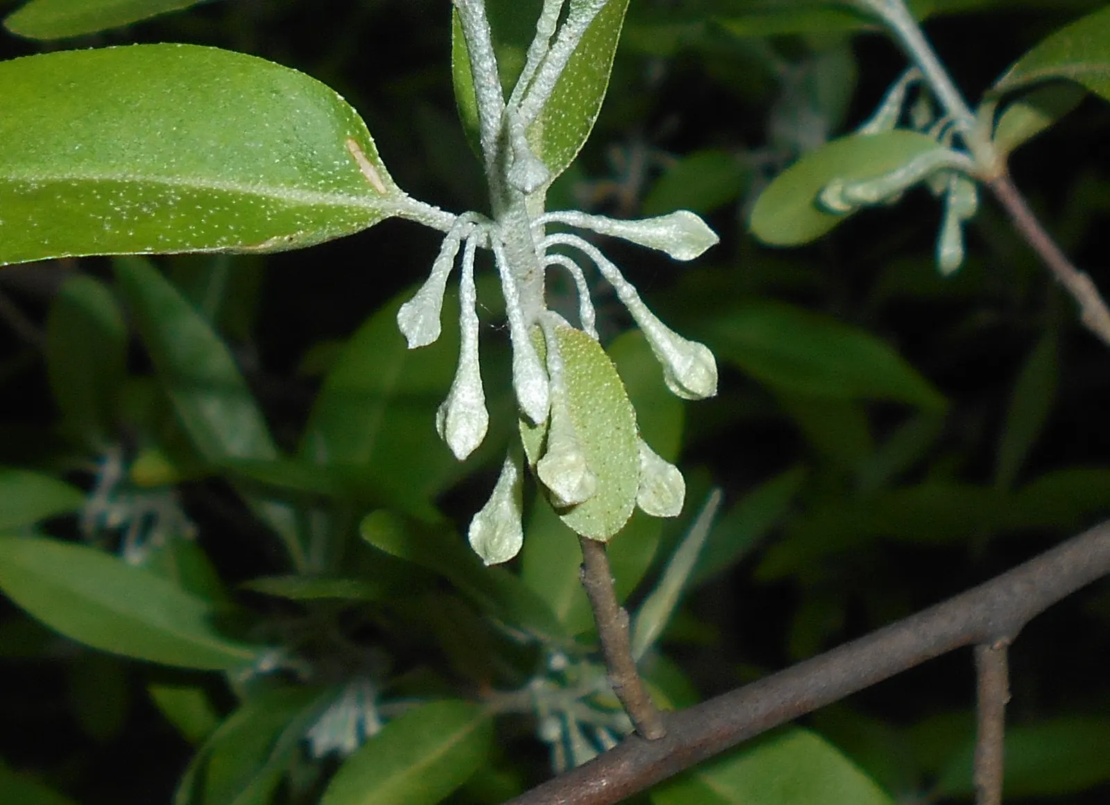Goumi (Elaeagnus Multiflora) — shrub with white blooms; providing a sweet-tart flavor that can be enjoyed fresh or in various culinary preparations