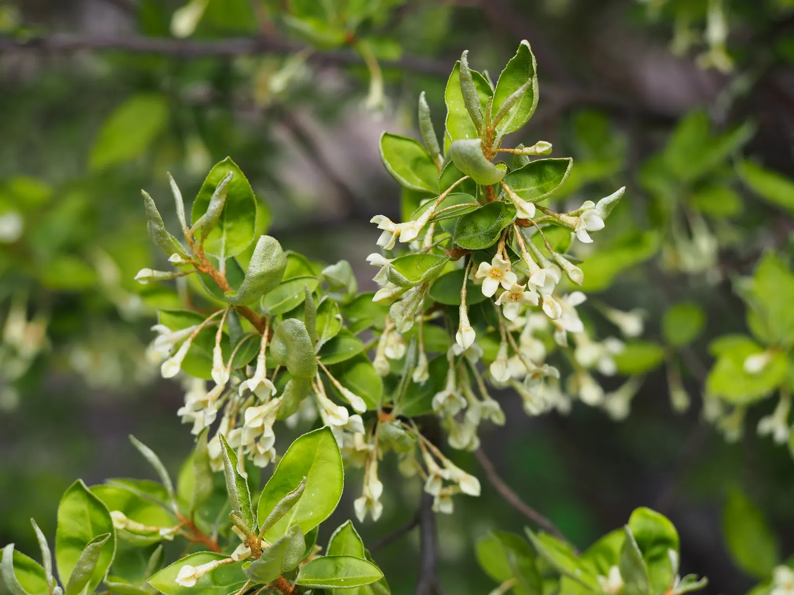 Goumi (Elaeagnus Multiflora) — providing a sweet-tart flavor that can be enjoyed fresh or in various culinary preparations