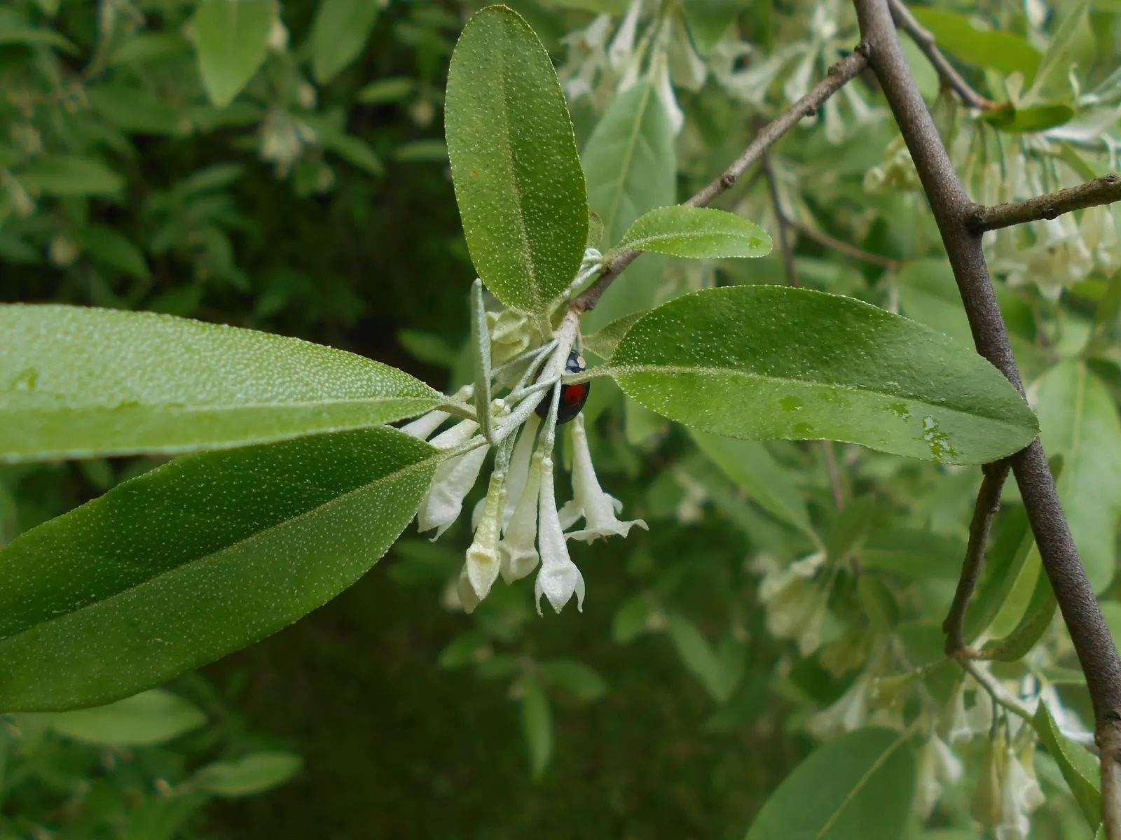 Goumi (Elaeagnus Multiflora) — along with essential fatty acids; they attract pollinators and wildlife