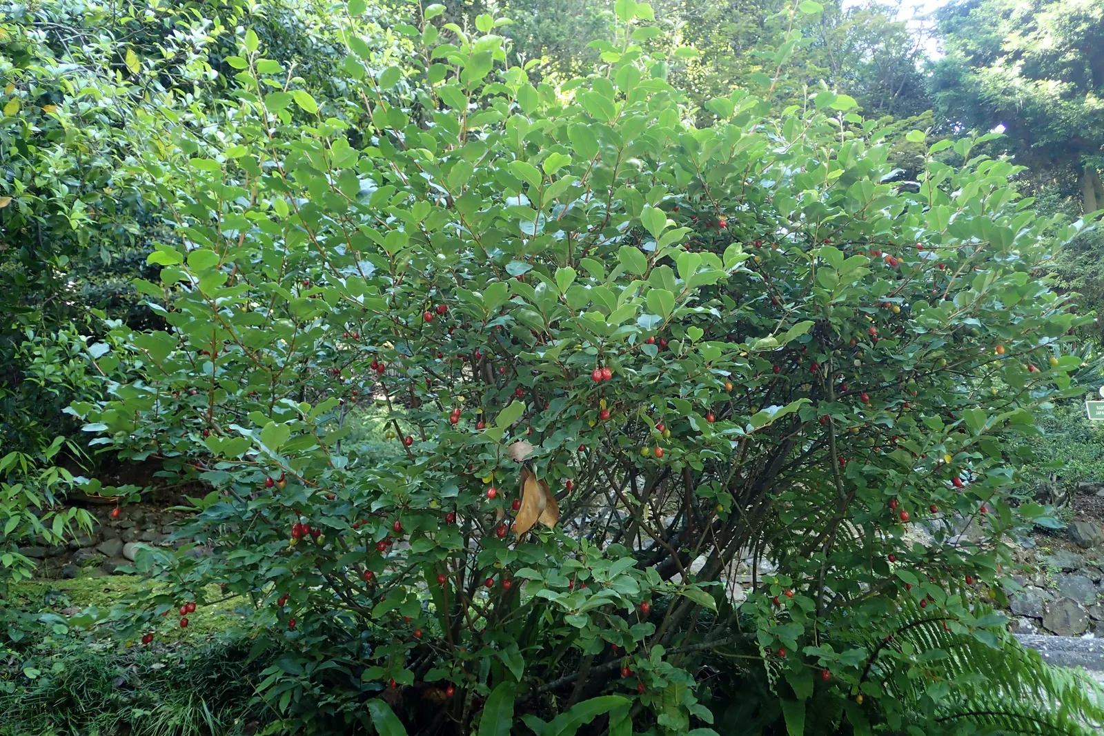 Goumi (Elaeagnus Multiflora) — Drought-tolerant once established; the Goumi, Elaeagnus multiflora, is a resilient deciduous shrub reaching 6-10 feet in height
