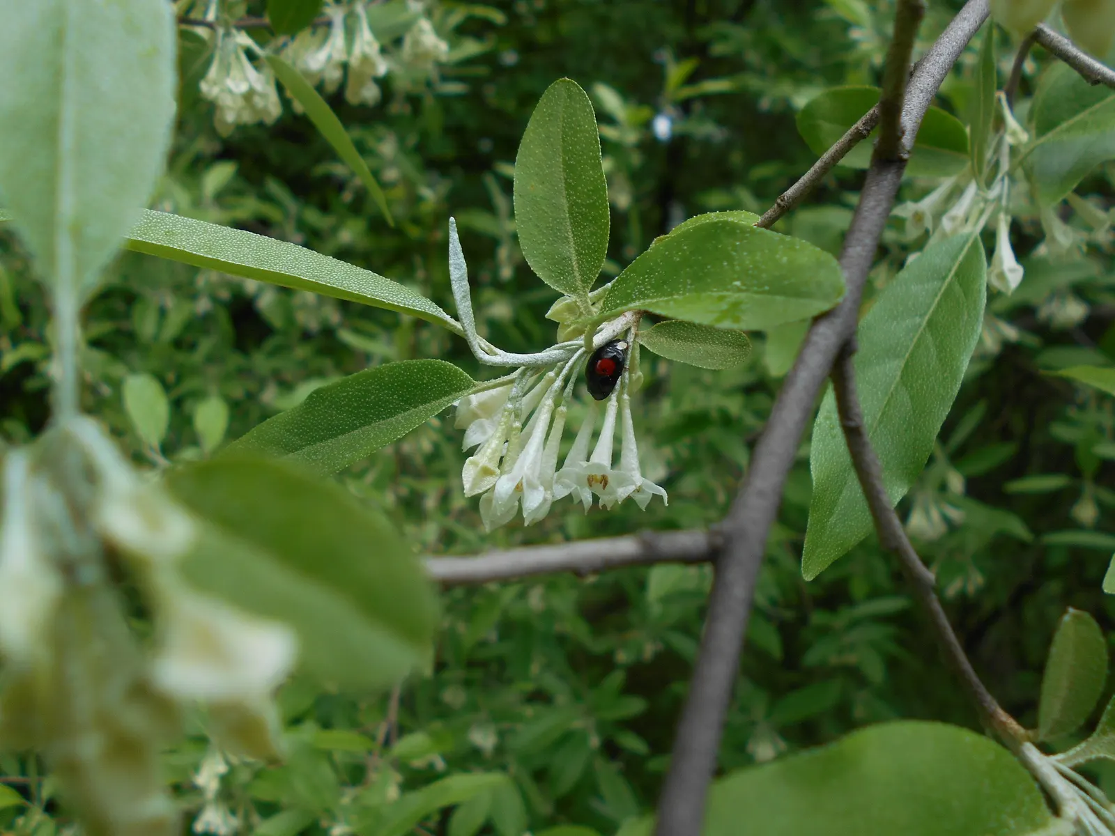 Goumi (Elaeagnus Multiflora) — These fruits ripen in early to mid-summer