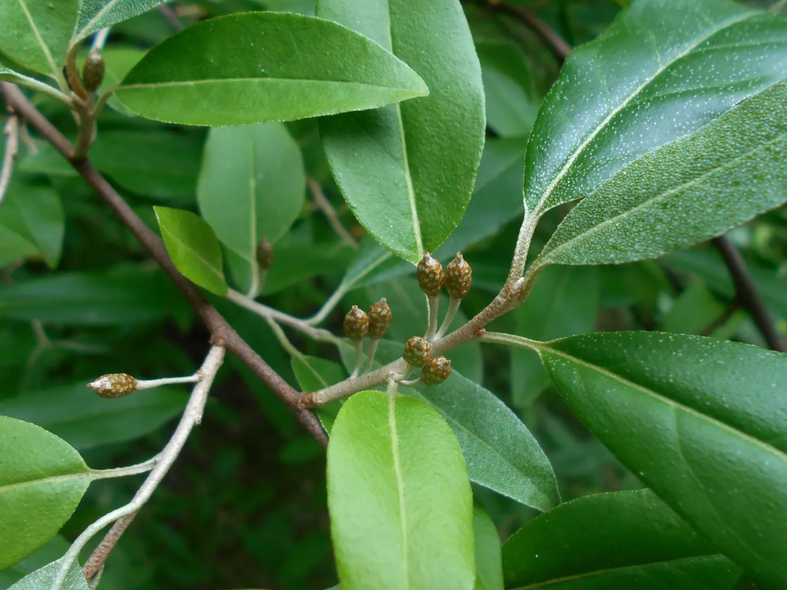 Goumi (Elaeagnus Multiflora) — To encourage a bountiful harvest, consider planting in groups to facilitate cross-pollination; shrub with white blooms