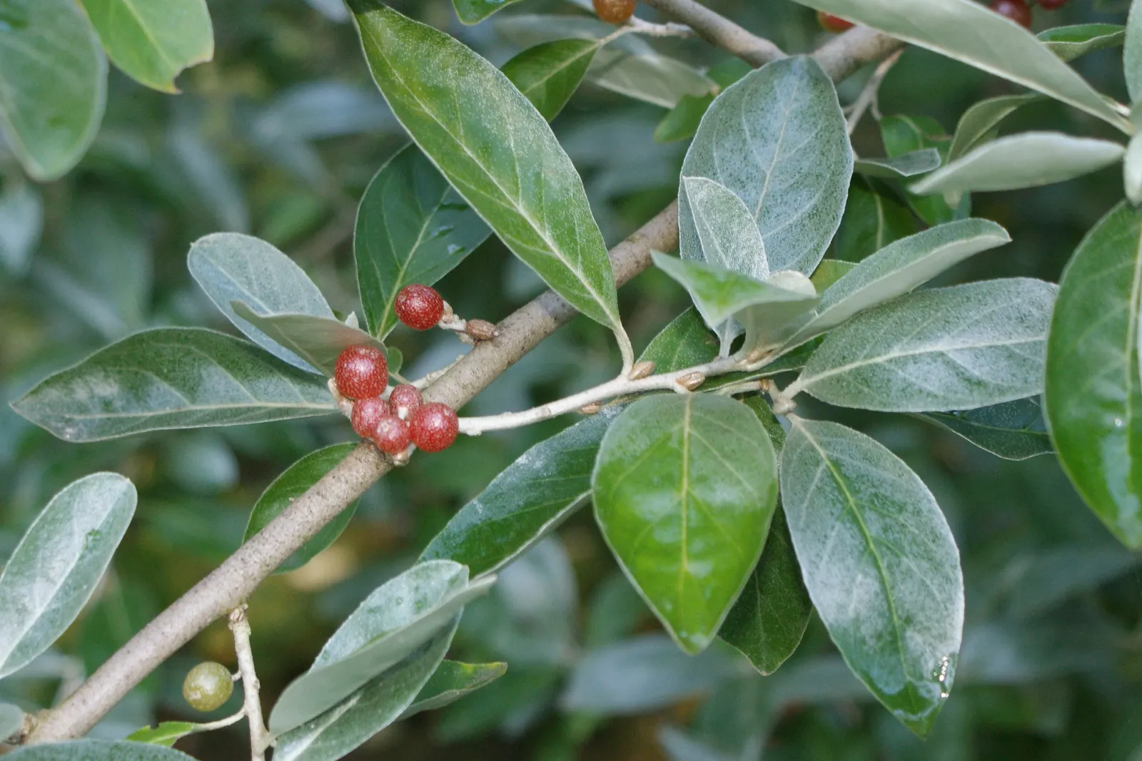 Goumi (Elaeagnus Multiflora) — this resilient plant serves not only as an ornamental feature with its silver-scaled twigs and foliage; along with essential