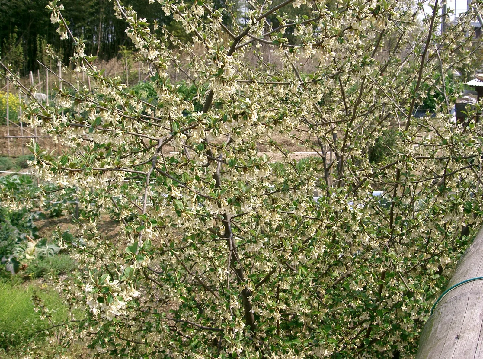 Goumi (Elaeagnus Multiflora) — Nitrogen-fixing roots enhance soil fertility, making it an excellent companion plant