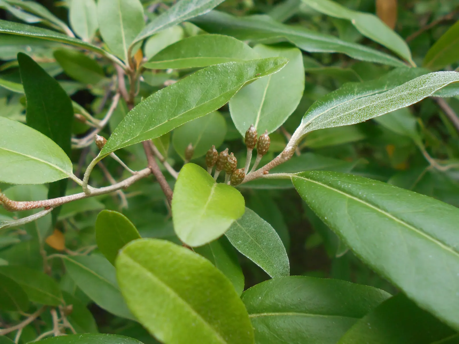 Goumi (Elaeagnus Multiflora) — shrub with white blooms