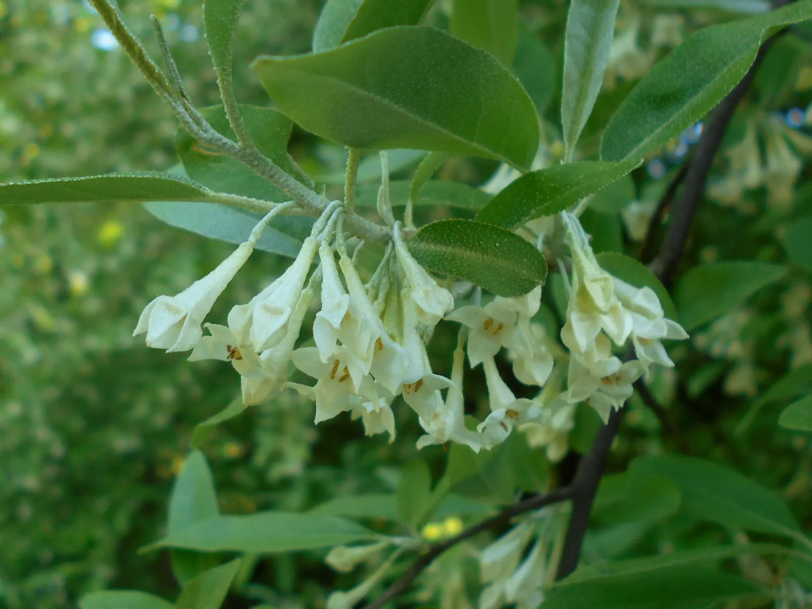 Goumi (Elaeagnus Multiflora) — they require minimal watering and maintenance