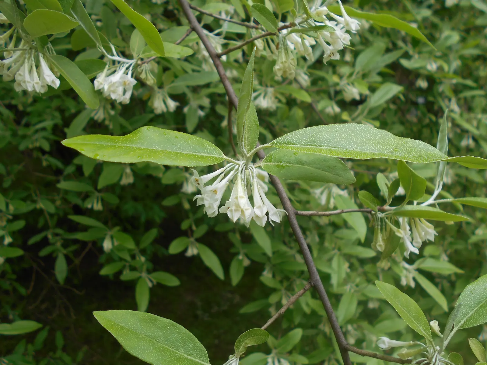 Goumi (Elaeagnus Multiflora) — Thrives in full sun to partial shade, in well-drained soils; celebrated for fragrant creamy-white flowers in spring, image 50