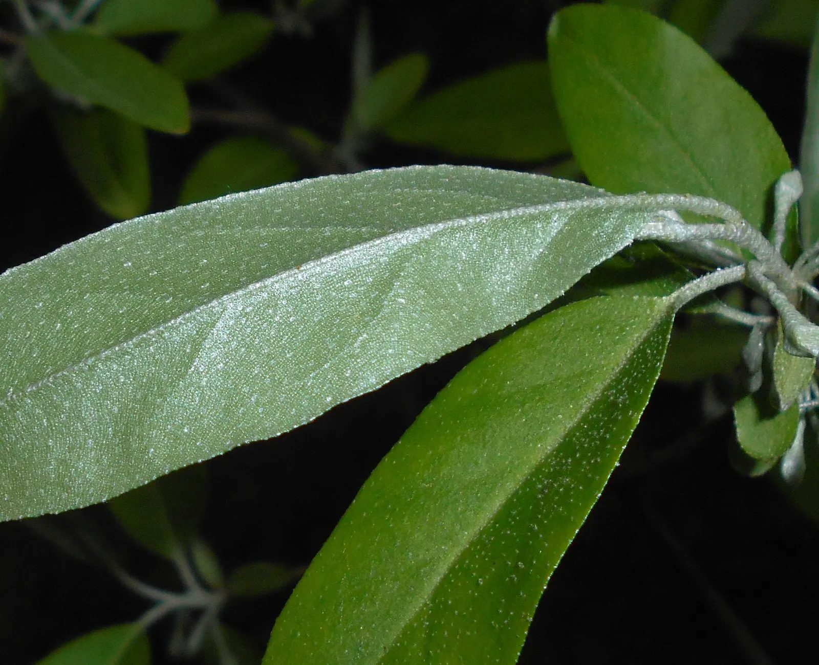 Goumi (Elaeagnus Multiflora) — this resilient plant serves not only as an ornamental feature with its silver-scaled twigs and foliage