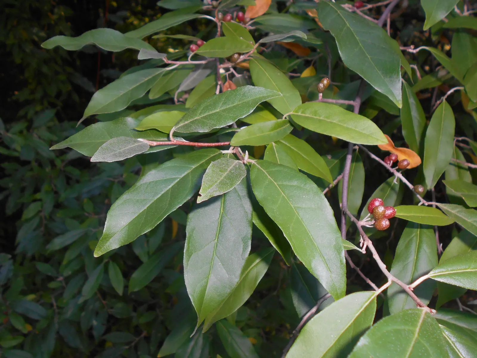 Goumi (Elaeagnus Multiflora) — Celebrated for fragrant creamy-white flowers in spring and bright red edible berries in summer; approximately 1/2 to, image 48
