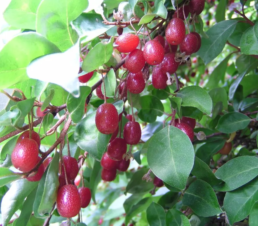 Goumi (Elaeagnus Multiflora) — though they favor well-draining soil with a pH between 6.0 and 7.0