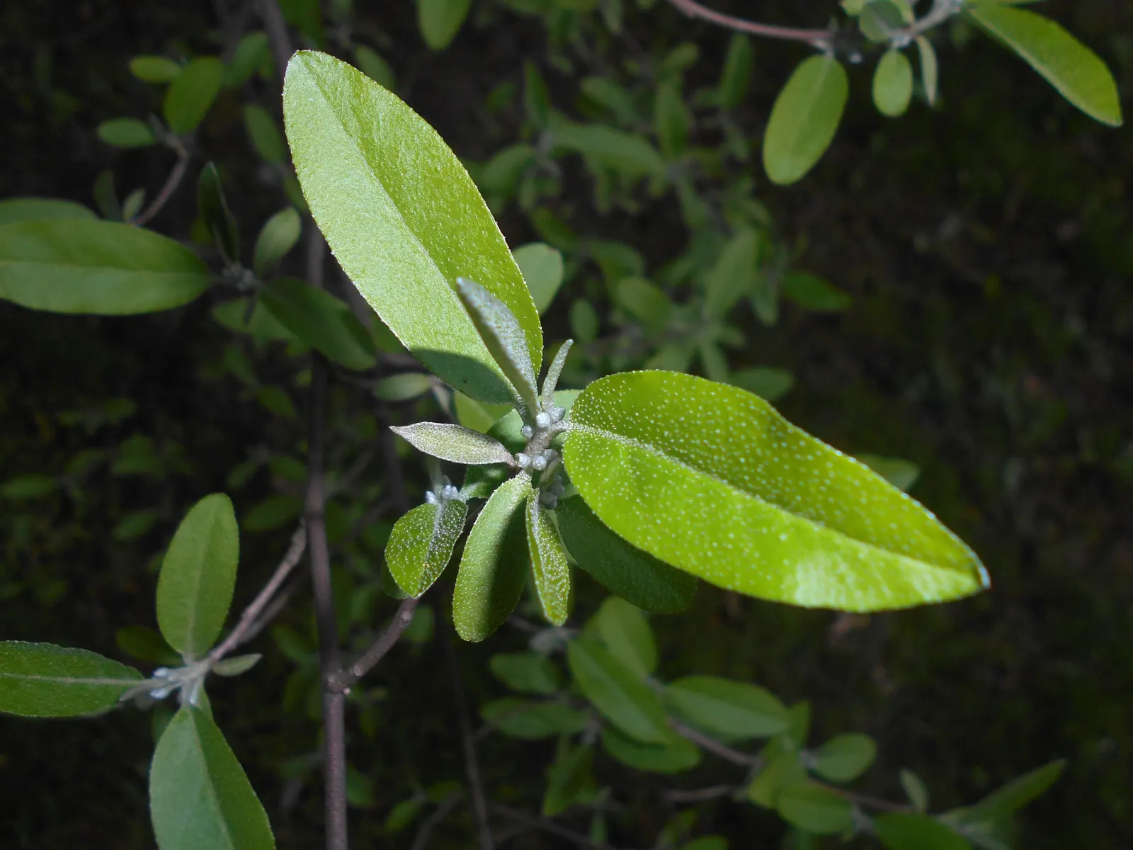 Goumi (Elaeagnus Multiflora) — Their nitrogen-fixing capabilities enrich the soil, enhancing the health of surrounding plants; drought-tolerant once established