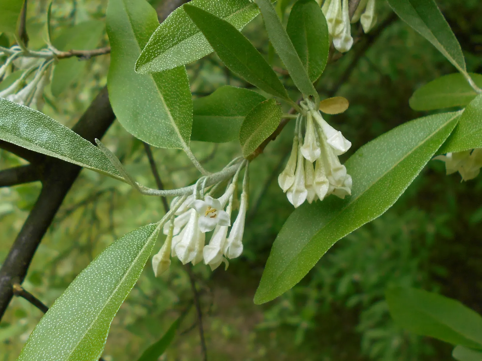 Goumi (Elaeagnus Multiflora) — making them an excellent choice for sustainable landscaping; though they favor well-draining soil with a pH between 6.0 and 7.0