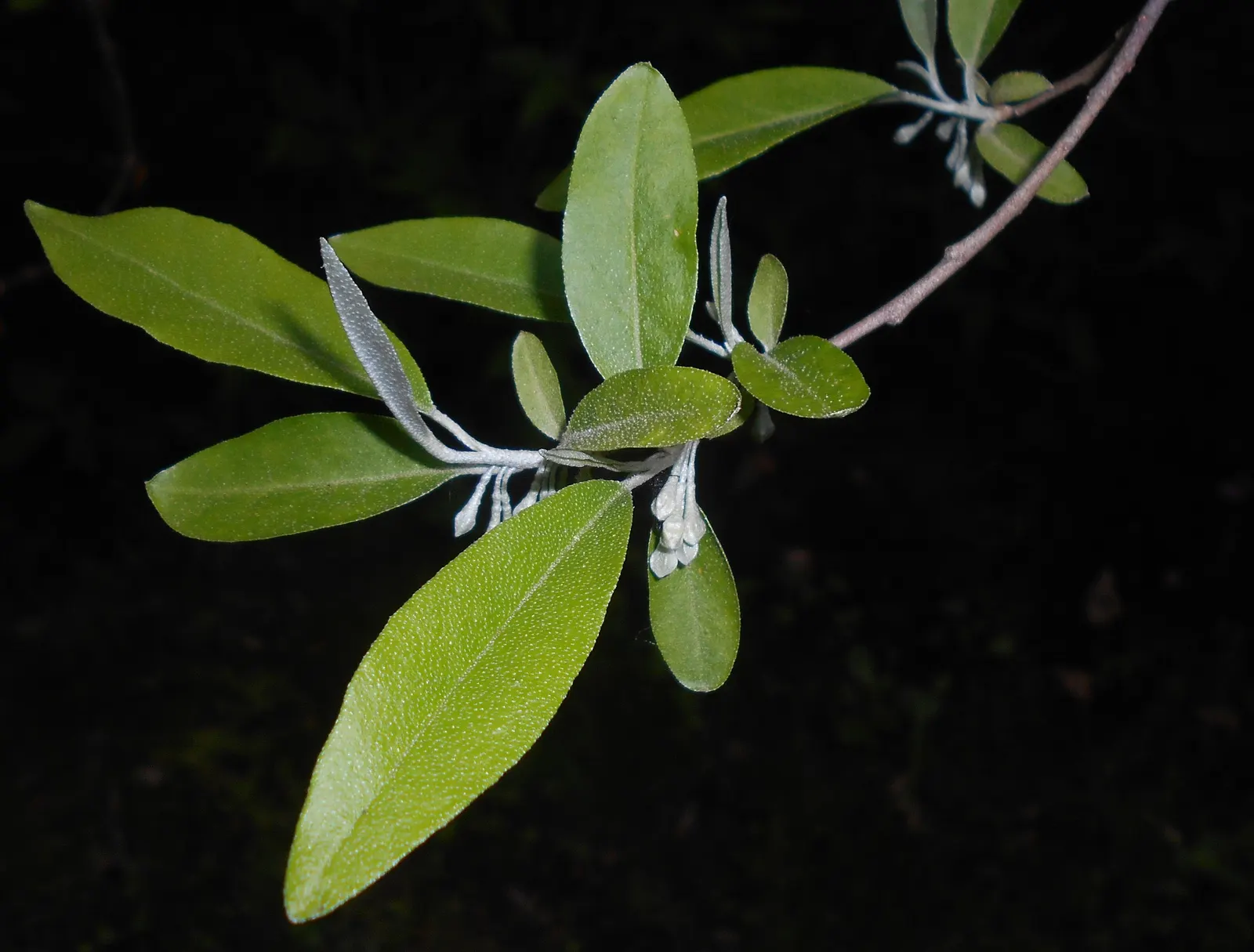 Goumi (Elaeagnus Multiflora) — approximately 1/2 to 3/4 inch in diameter