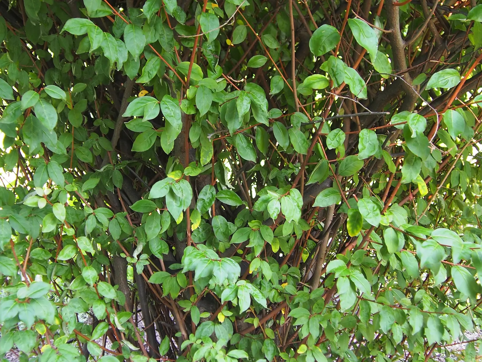 Goumi (Elaeagnus Multiflora) — Thrives in full sun to partial shade, in well-drained soils; celebrated for fragrant creamy-white flowers in spring and bright