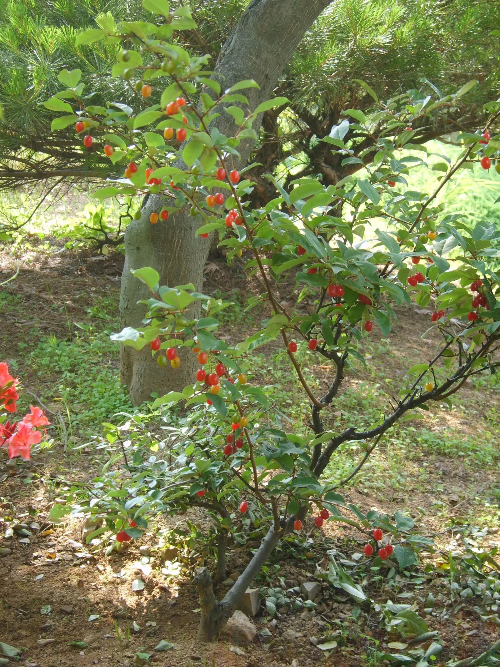 Goumi (Elaeagnus Multiflora) — The Goumi, Elaeagnus multiflora, is a resilient deciduous shrub reaching 6-10 feet in height and spread; thrives in, image 47