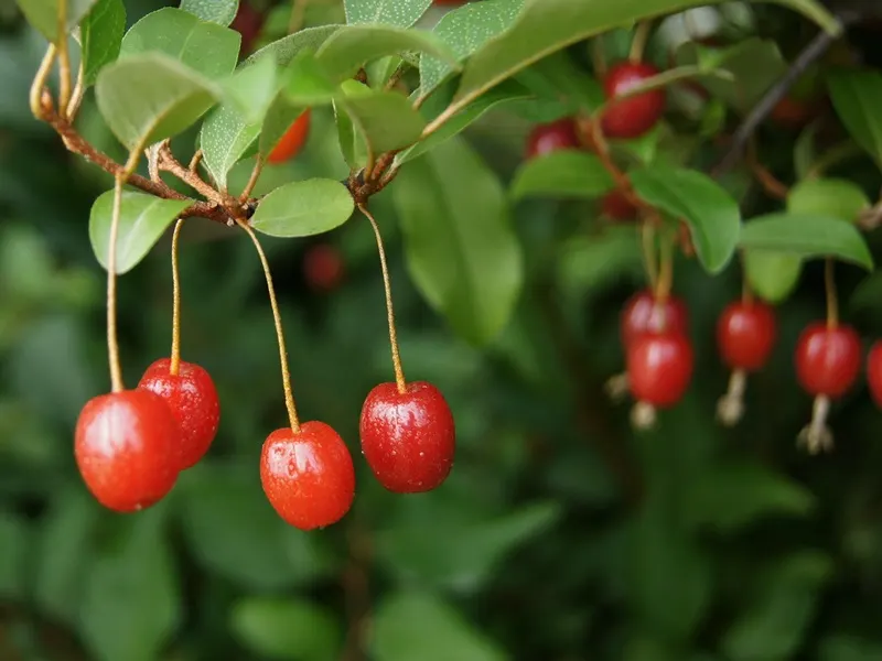 Goumi (Elaeagnus Multiflora) — Nitrogen-fixing roots enhance soil fertility, making it an excellent companion plant; this resilient plant serves not only as an
