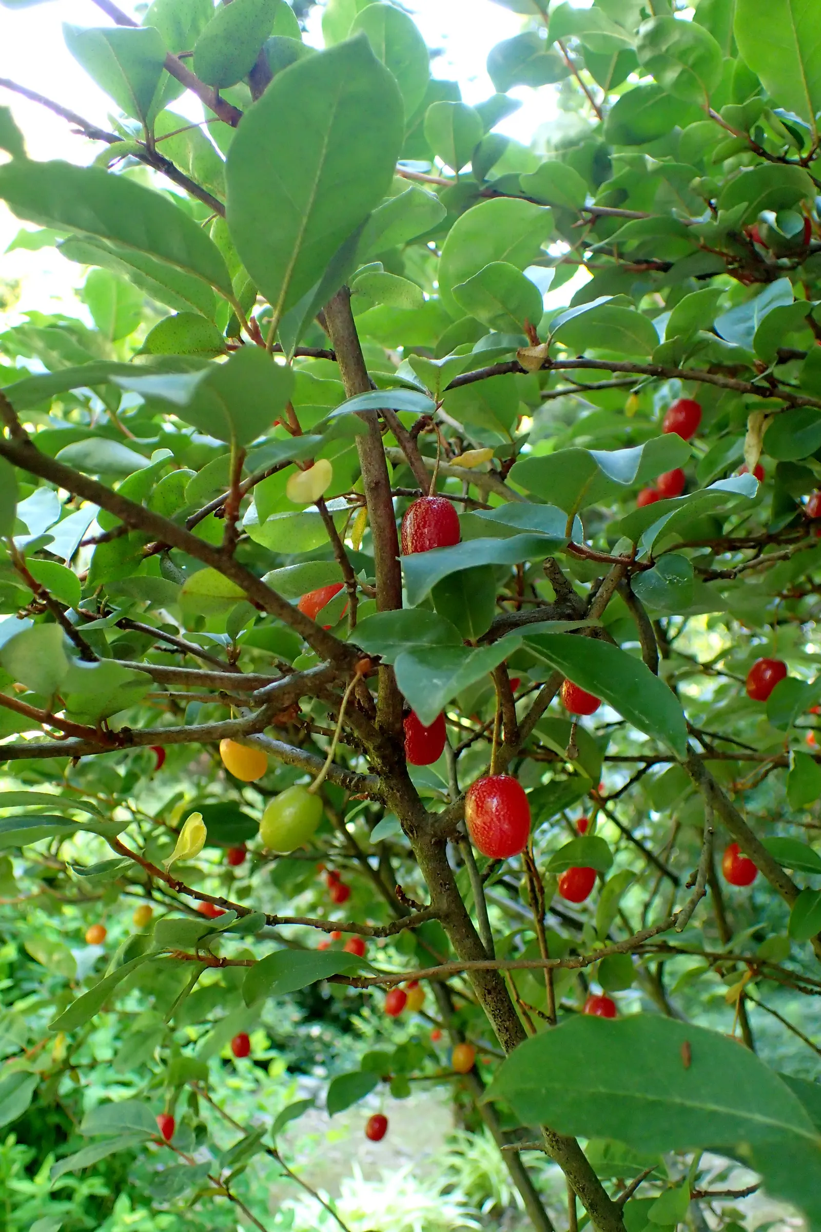 Goumi (Elaeagnus Multiflora) — they attract pollinators and wildlife