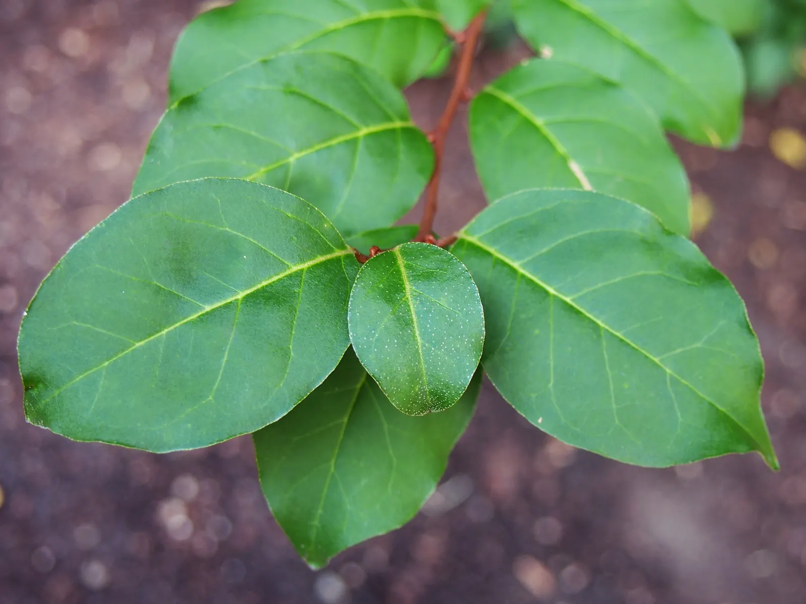 Goumi (Elaeagnus Multiflora) — The Goumi, Elaeagnus multiflora, is a resilient deciduous shrub reaching 6-10 feet in height and spread; thrives in full sun to