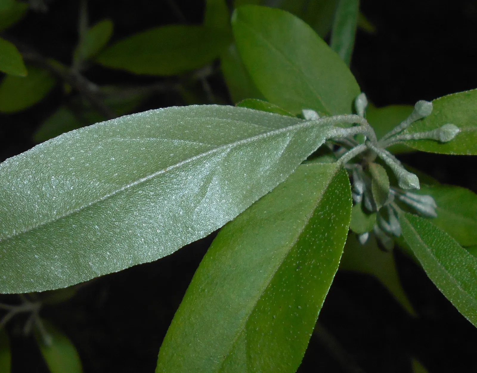 Goumi (Elaeagnus Multiflora) — along with essential fatty acids