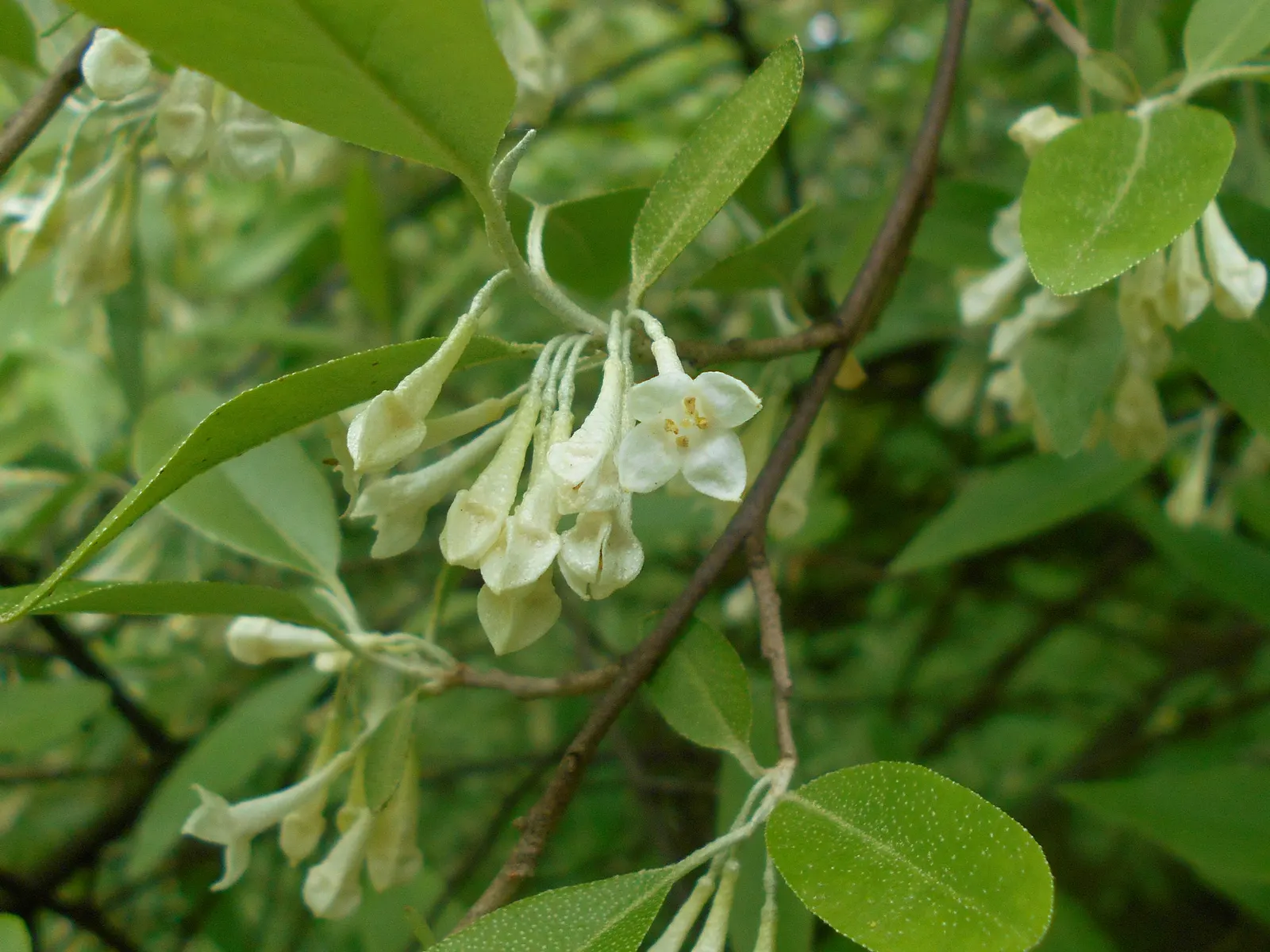 Goumi (Elaeagnus Multiflora) — Nitrogen-fixing roots enhance soil fertility, making it an excellent companion plant; this resilient plant serves, image 51