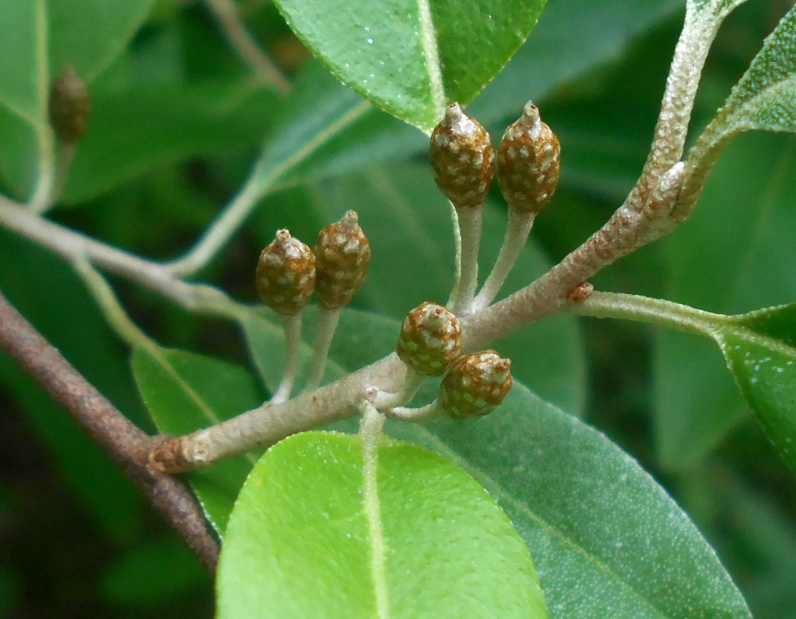 Goumi (Elaeagnus Multiflora) — Hardy in zones 4-9, it adds a multi-seasonal interest to any landscape
