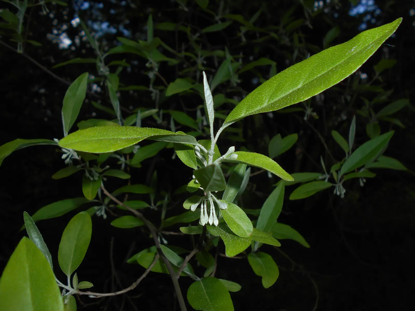 Goumi (Elaeagnus Multiflora) — Typically reaching a height and spread of 6 to 10 feet; deciduous shrub widely admired in landscape designs for its hardy