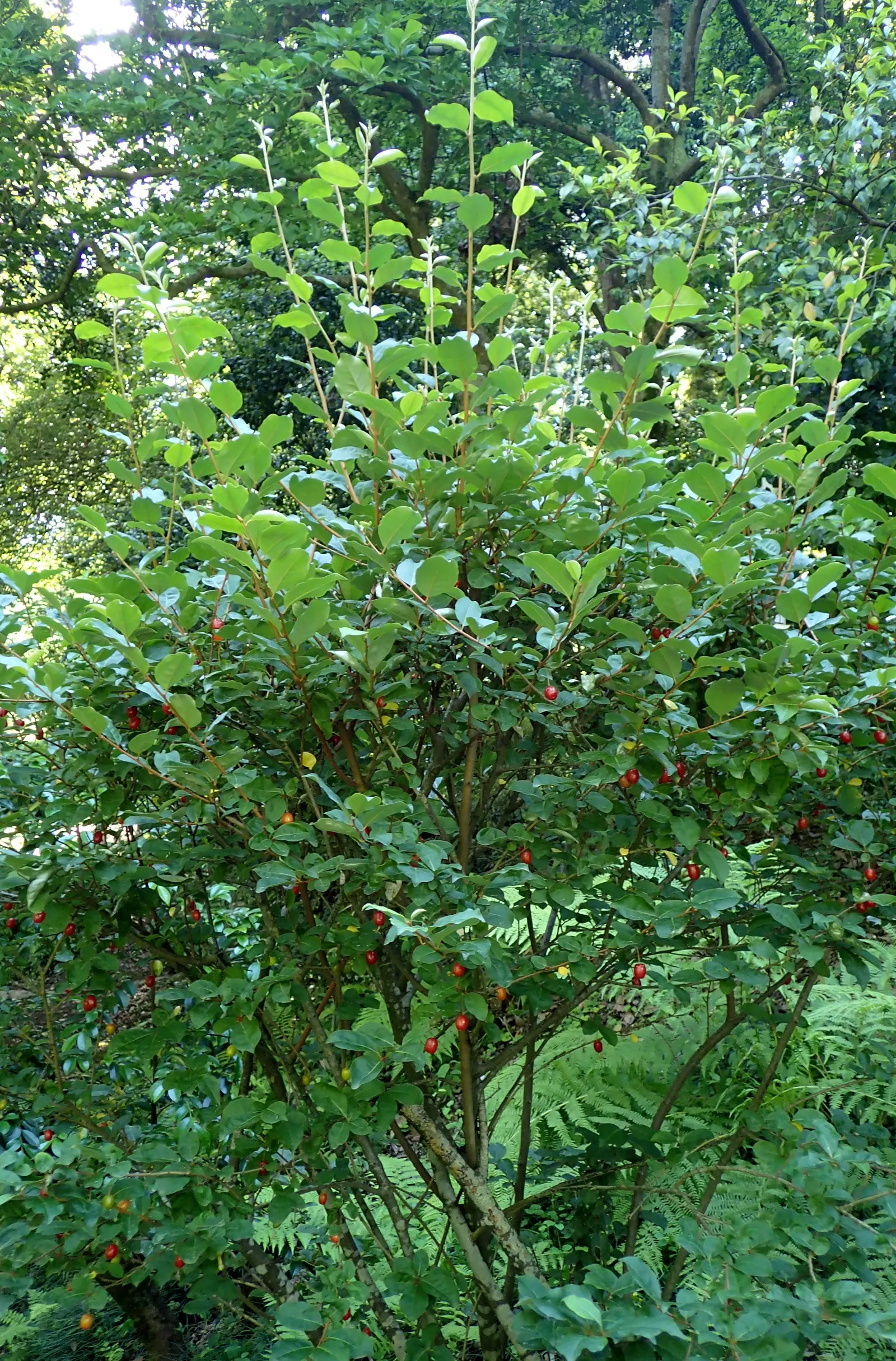 Goumi (Elaeagnus Multiflora) — white flowers in the garden; hardy in zones 4-9, it adds a multi-seasonal interest to any landscape