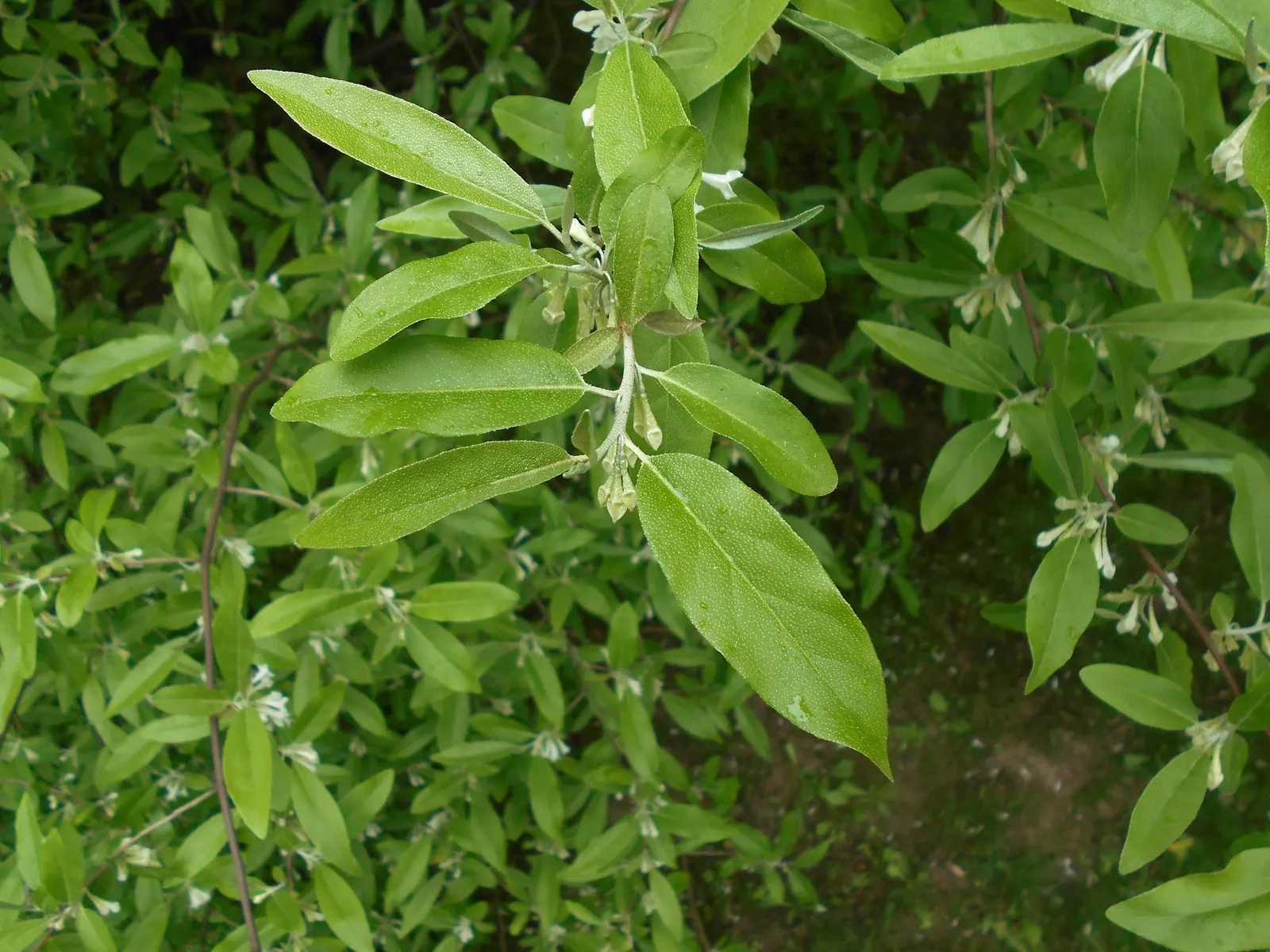 Goumi (Elaeagnus Multiflora) — they require minimal watering and maintenance; typically reaching a height and spread of 6 to 10 feet