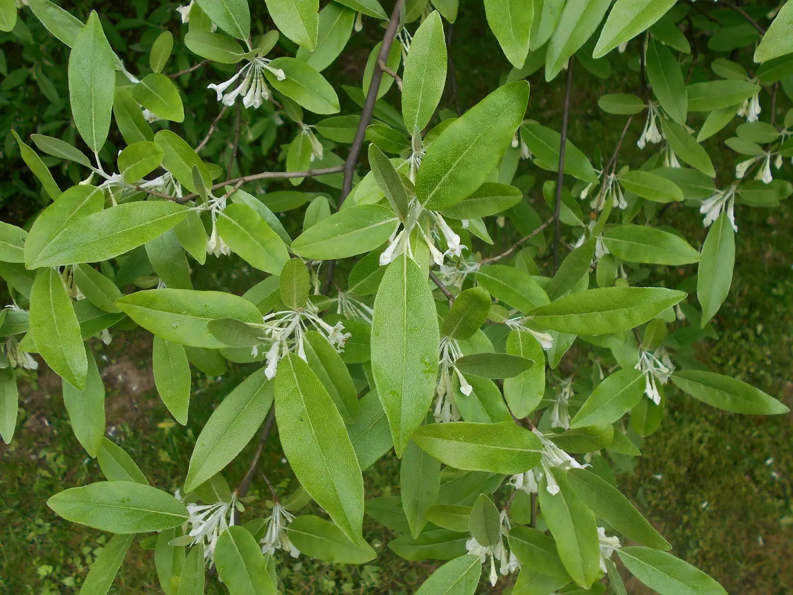 Goumi (Elaeagnus Multiflora) — Celebrated for fragrant creamy-white flowers in spring and bright red edible berries in summer