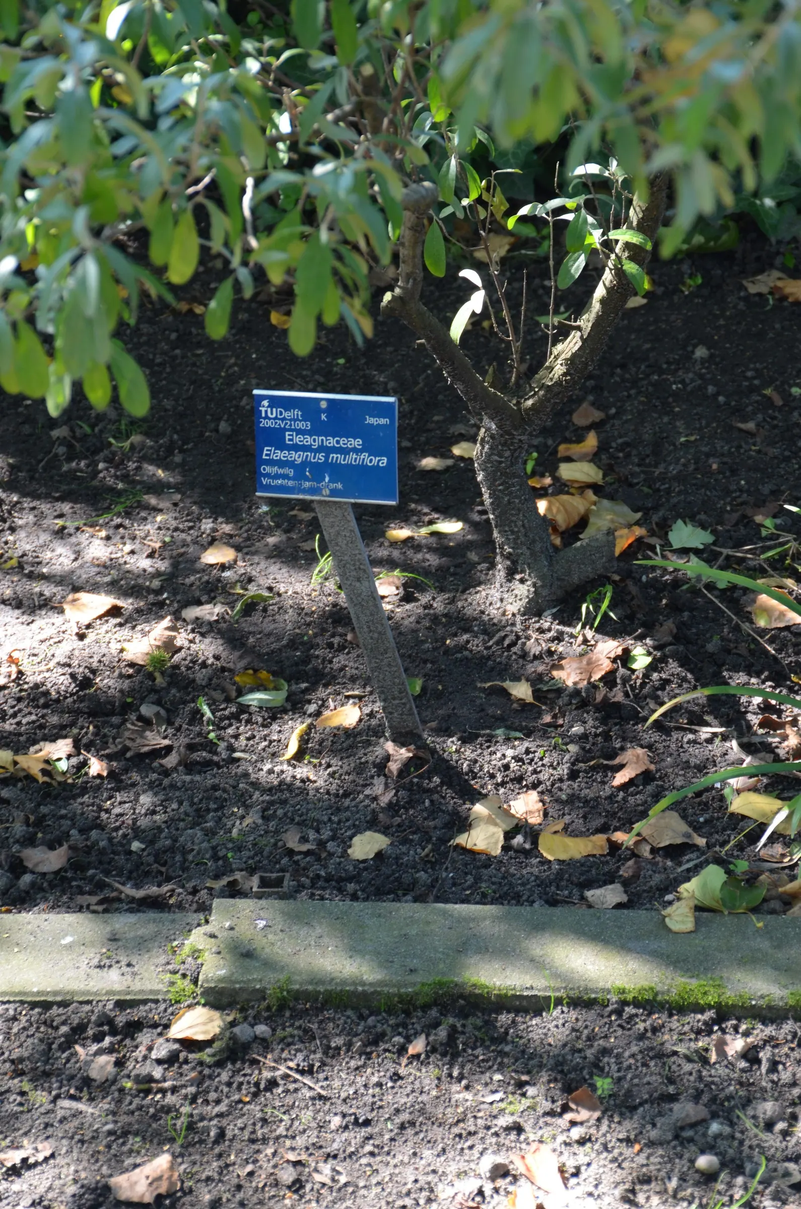 Goumi (Elaeagnus Multiflora) — Hardy in zones 4-9, it adds a multi-seasonal interest to any landscape; their nitrogen-fixing capabilities enrich, image 52
